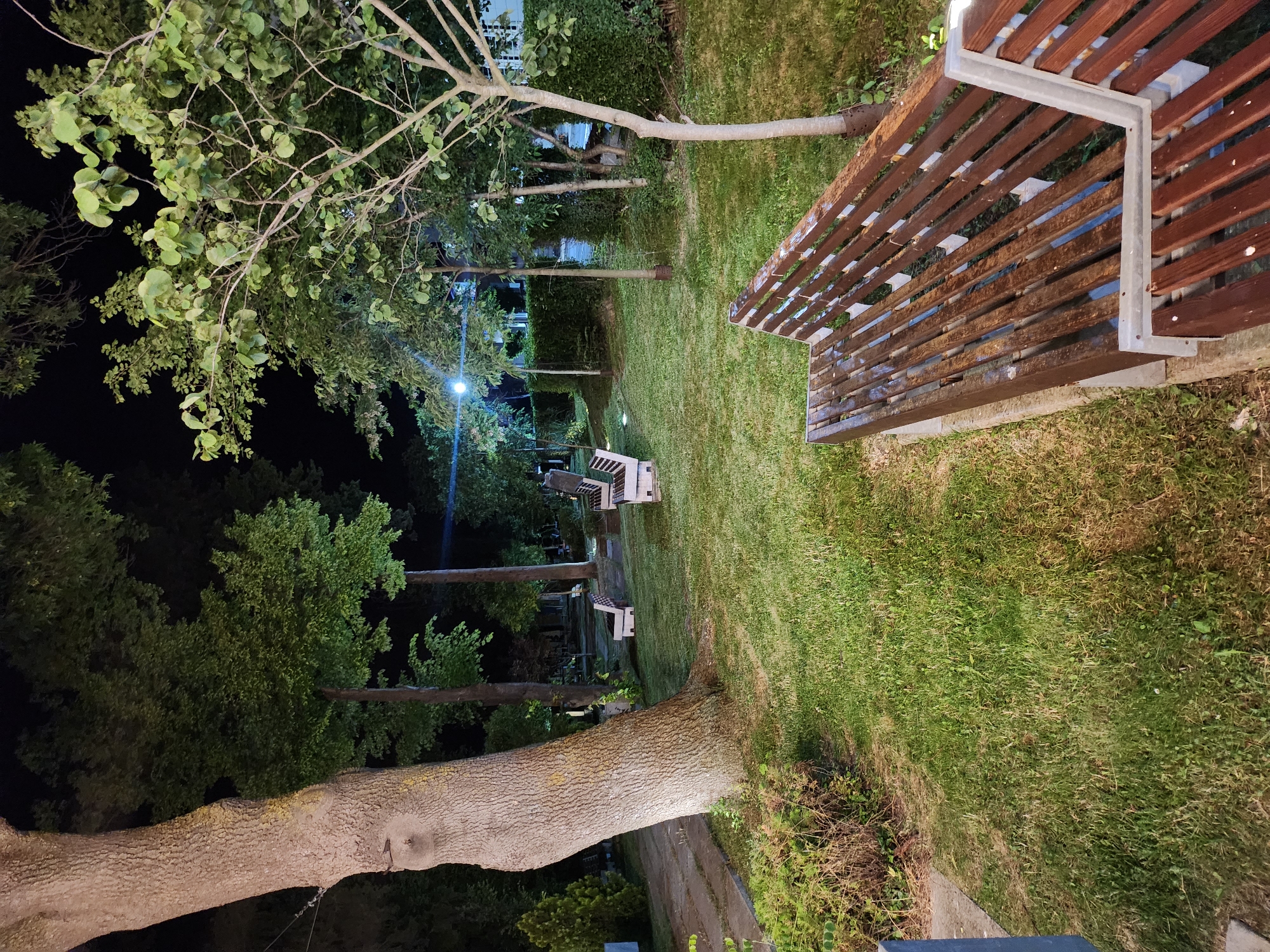 The image depicts a park scene at night in Tsarevo, Bulgaria. A large, textured tree trunk dominates the left foreground. Several park benches are strategically placed throughout the grassy area, some appearing wet, suggesting recent rain or dew. The park is illuminated by artificial lighting, creating a somewhat dim and atmospheric setting. Lush green grass covers the ground, interspersed with bushes and various trees. In the background, hints of buildings and more dense foliage are visible. The overall impression is one of a tranquil, albeit somewhat damp, public space after dark.