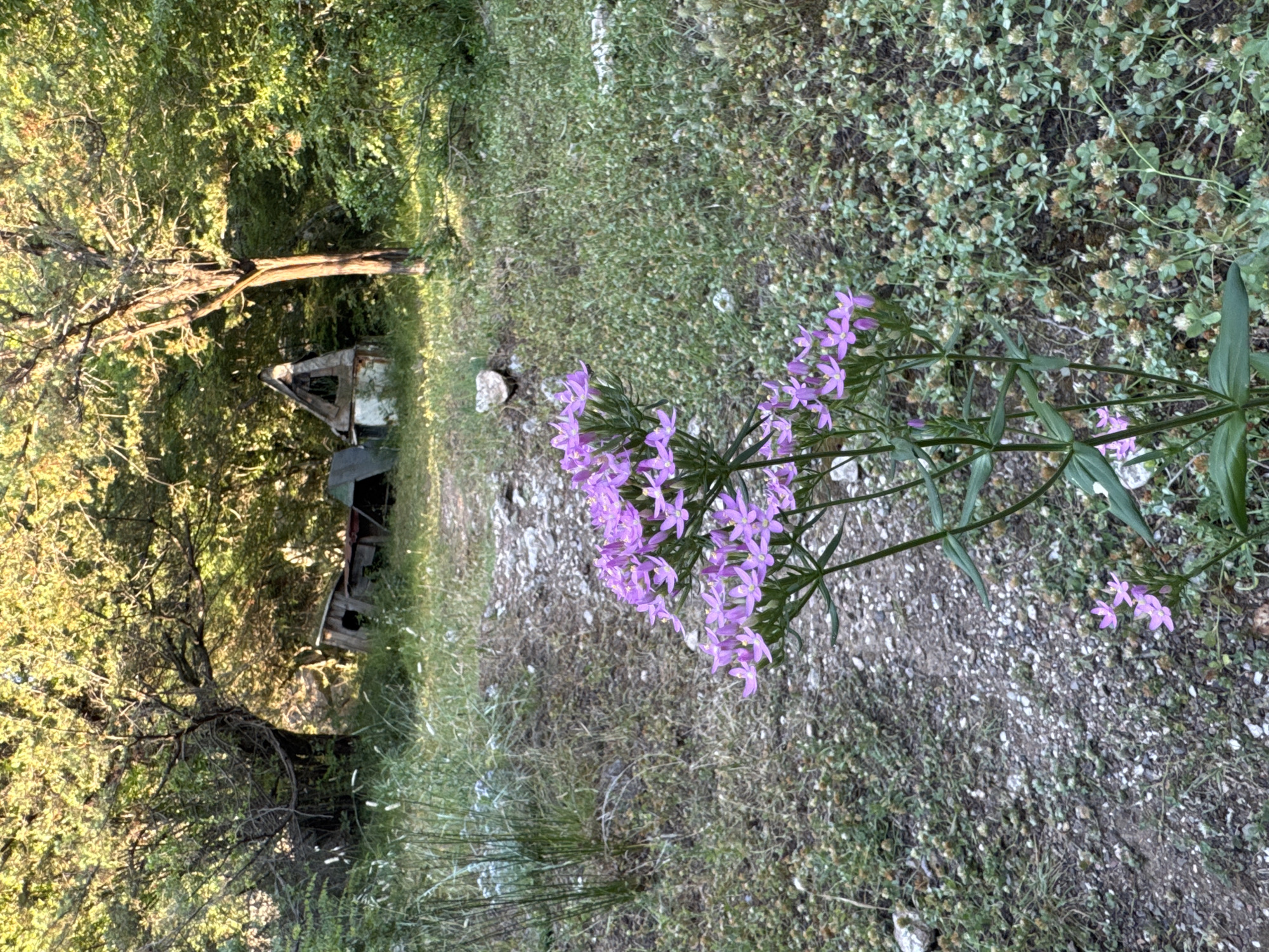 In the city of Rafailovići, Montenegro, a narrow, unpaved path winds through a wooded area. The path is bordered by dry grasses, small rocks, and low-lying green vegetation. In the foreground, a cluster of small, bright purple flowers with five delicate petals grows on a green stem. In the background, nestled among trees, are the dilapidated remains of a small, rustic structure. The structure appears to be made of wood and possibly corrugated metal, with some sections collapsed and others precariously standing. Sunlight filters through the trees, casting dappled light on the scene. No people are present in the image.