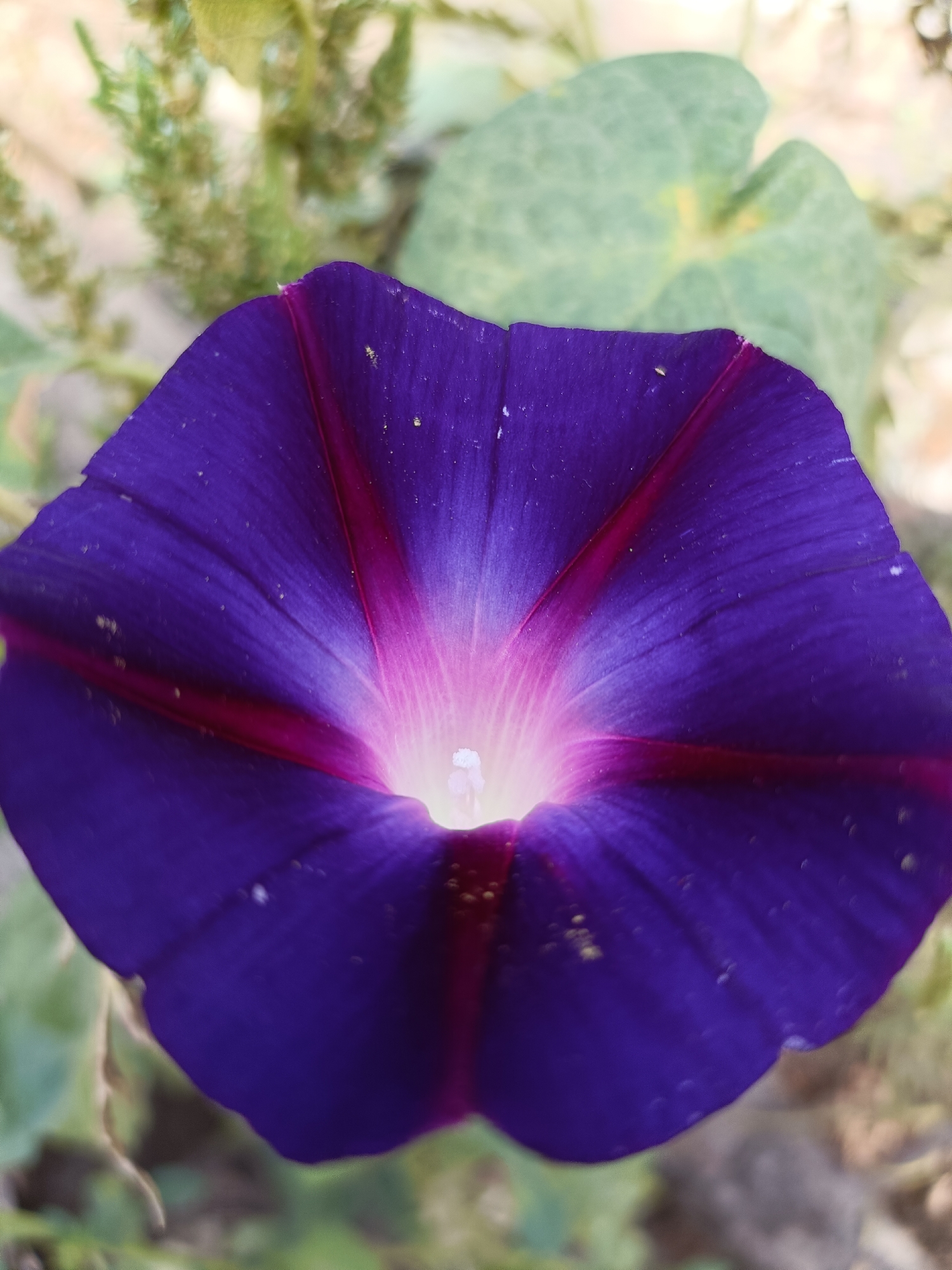 A close-up, eye-level shot showcases a vibrant purple morning glory flower. The bloom is open, revealing delicate petals with a gradient of color that transitions from deep purple at the edges to a bright, almost white center. Deep pink or magenta stripes run from the center outwards along the petal veins. The background is softly blurred, with hints of green foliage and possibly other plants, suggesting an outdoor setting. There is no indication of Lotksyne, Ukraine, or any human presence within the image. The lighting suggests it is daytime.