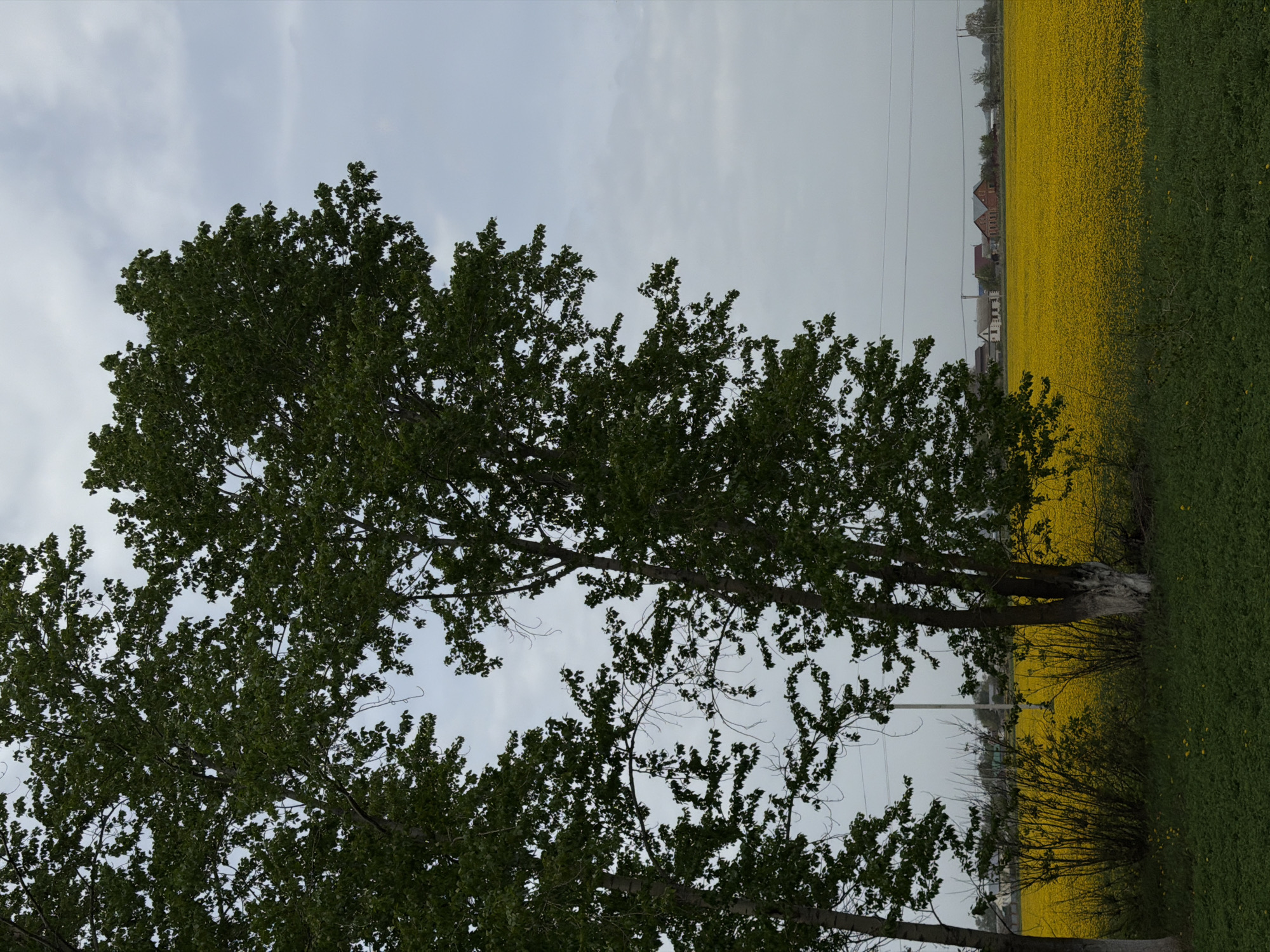 The image shows a view of a rural area near Buinsk, Russia. In the foreground, there are several trees with green leaves. Behind the trees, there is a field of yellow flowers, likely rapeseed or mustard. The field stretches to the horizon, where a few houses and other buildings are visible. The sky is overcast with light gray clouds. Electrical power lines run across the field.
