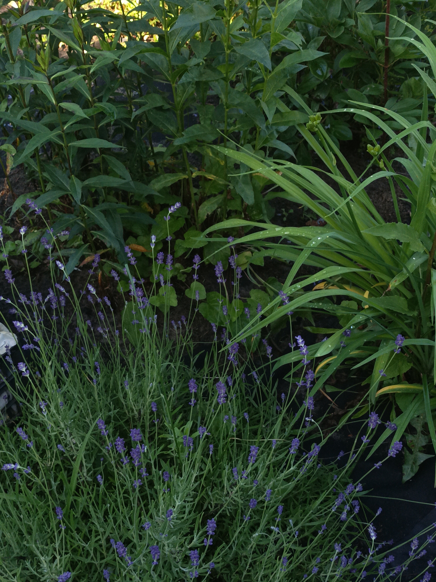 This media file captures a close-up view of a garden, featuring a variety of plants in a lush, green setting. The foreground is dominated by a dense patch of lavender plants, characterized by their slender, grey-green stems topped with small, purple flower spikes. The lavender is in bloom, with numerous flower stalks reaching upwards. Behind the lavender, taller green plants with broad, elongated leaves are visible, some with slightly yellowed edges, suggesting a late summer or early autumn scene. To the right, a cluster of long, grass-like green leaves, some adorned with small water droplets, adds texture to the composition. The background consists of more foliage and dark soil, with hints of sunlight filtering through the upper leaves, indicating it might be daytime. The overall impression is one of a well-tended garden, possibly in a rural or suburban location, given the naturalistic arrangement of the plants. There are no people or objects, and no visible text. The scene is tranquil and focuses solely on the botanical elements. The location context of Шарпілаўскі сельскі Савет, Belarus, suggests a naturalistic, temperate climate setting.