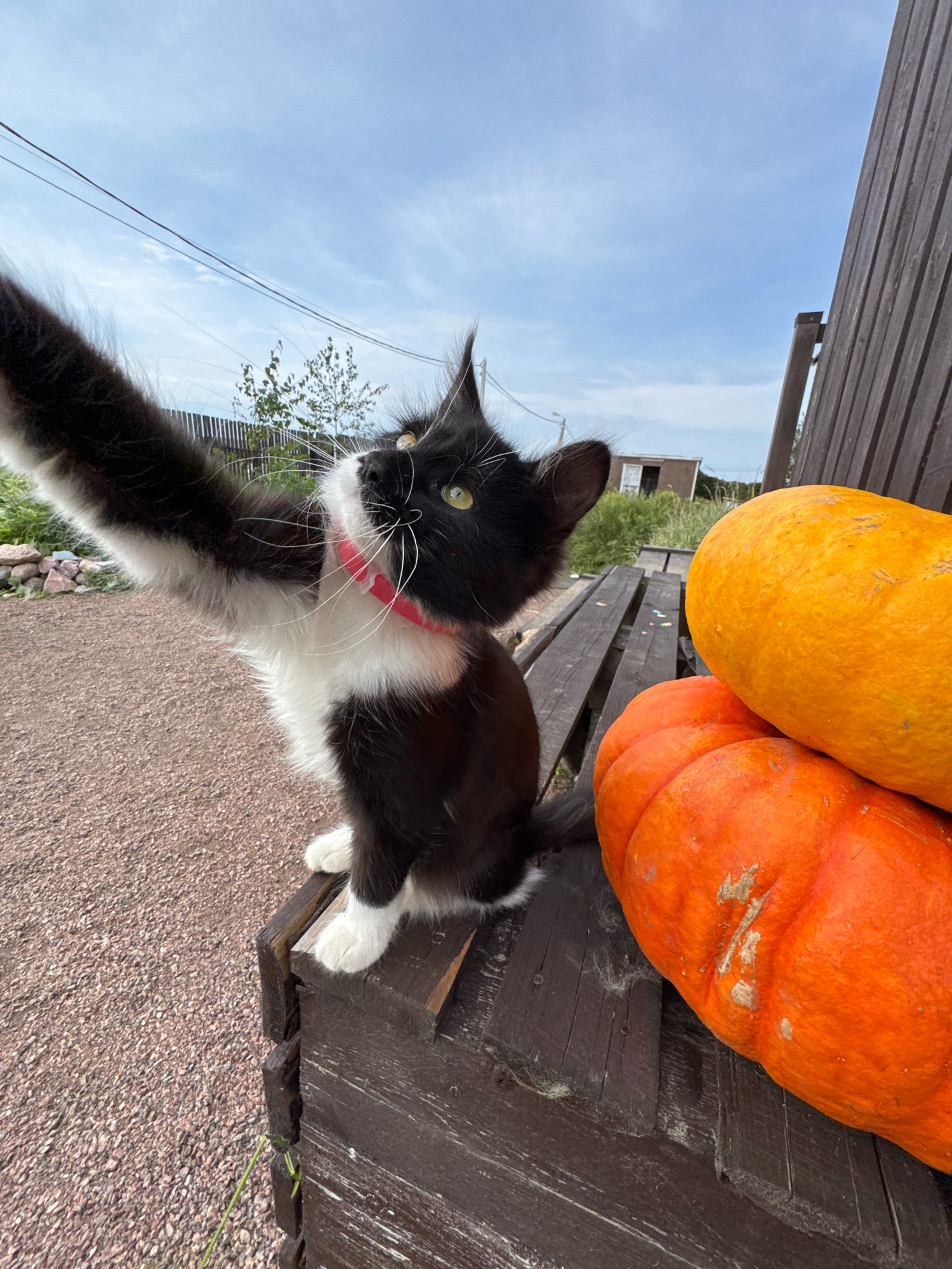 A black and white kitten with green eyes and a pink collar is sitting on a wooden bench outdoors, holding up its right paw as if taking a selfie. To the right of the kitten are two large pumpkins, one orange and one yellow. The bench is on a gravel surface, with a wooden fence and some vegetation in the background. A small building and power lines are visible in the distance under a cloudy blue sky. The scene appears to be in a rural setting in Kempelevo, Russia.