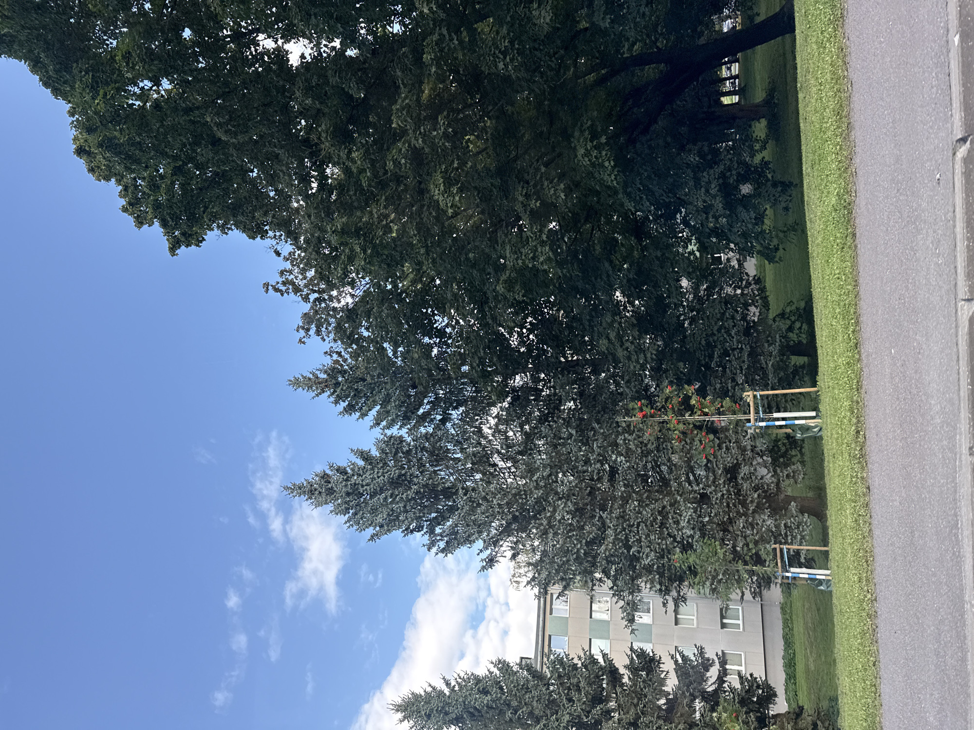 A low-angle, eye-level, full shot captures a residential scene in Tallinn, Estonia, on a clear day. The sky, a vibrant blue, is dotted with wispy white clouds. In the foreground, a paved road and sidewalk are visible, bordered by a strip of green grass. Behind the grass, a well-maintained lawn slopes gently upwards.
Dominating the midground are several tall, mature evergreen trees with dense, dark green foliage. To the left of the evergreens, a modern, multi-story apartment building stands, its grey facade punctuated by rows of rectangular windows. In front of the apartment building and interspersed among the evergreens, two young saplings are visible, each supported by wooden stakes and wrapped with blue and white protective material. One sapling appears to have clusters of red berries.
To the right, the scene transitions to a park-like area with more mature trees, their leafy canopies forming a dense green wall. Sunlight filters through the leaves, creating patches of light and shadow. The overall impression is one of urban greenery and residential living.