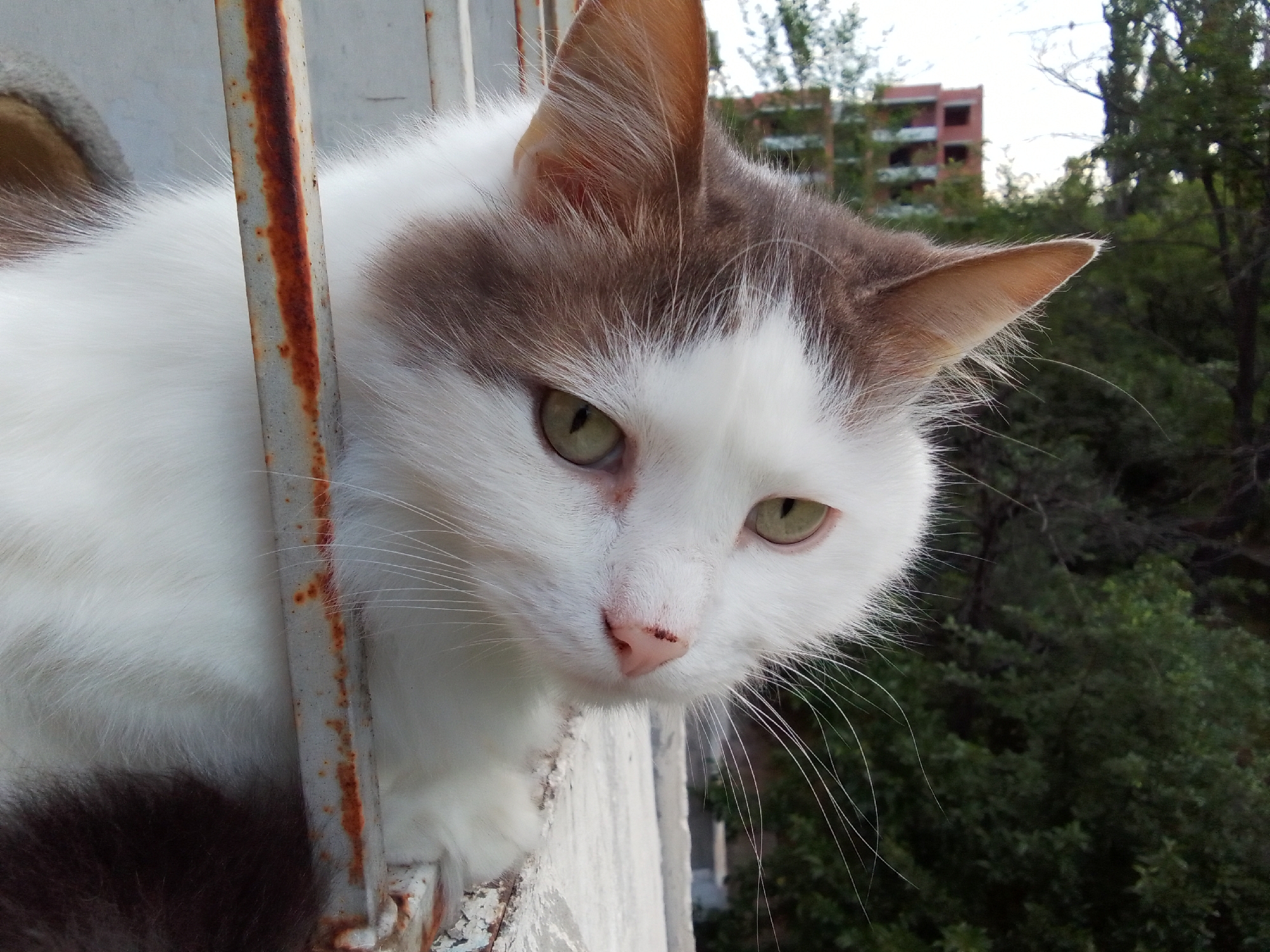 A close-up, medium shot captures a fluffy domestic cat with white and brown fur peeking over a weathered railing. The cat's head is tilted, with its green eyes looking directly at the viewer. Its right ear is visible, and its whiskers are prominent. The railing, made of metal, exhibits signs of rust. In the background, lush green trees and an abandoned, multi-story building with visible structural damage are depicted under an overcast sky. The setting appears to be outdoors, possibly on a balcony or windowsill, in an urban environment.