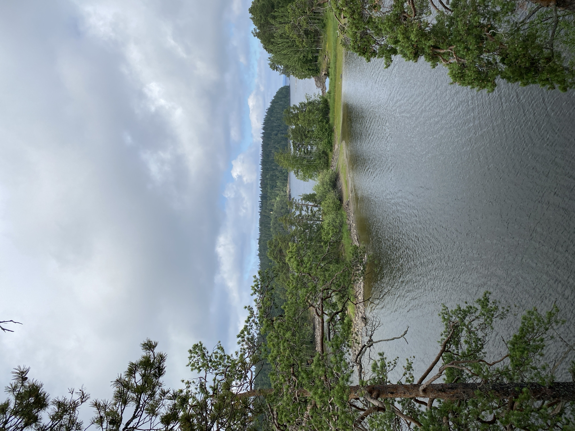 A wide-angle view captures a serene lake surrounded by lush green trees and under a cloudy sky. The foreground features a tall pine tree on the left, its branches reaching out towards the water. The lake itself is calm, with gentle ripples reflecting the muted light. Small islands dotted with trees break the expanse of water. In the distance, a dense forest covers rolling hills, stretching towards the horizon where the lake meets the sky. The overall impression is one of natural tranquility and untouched wilderness. This scene is located in Valaam, Russia, known for its natural beauty and the Valaam Monastery.