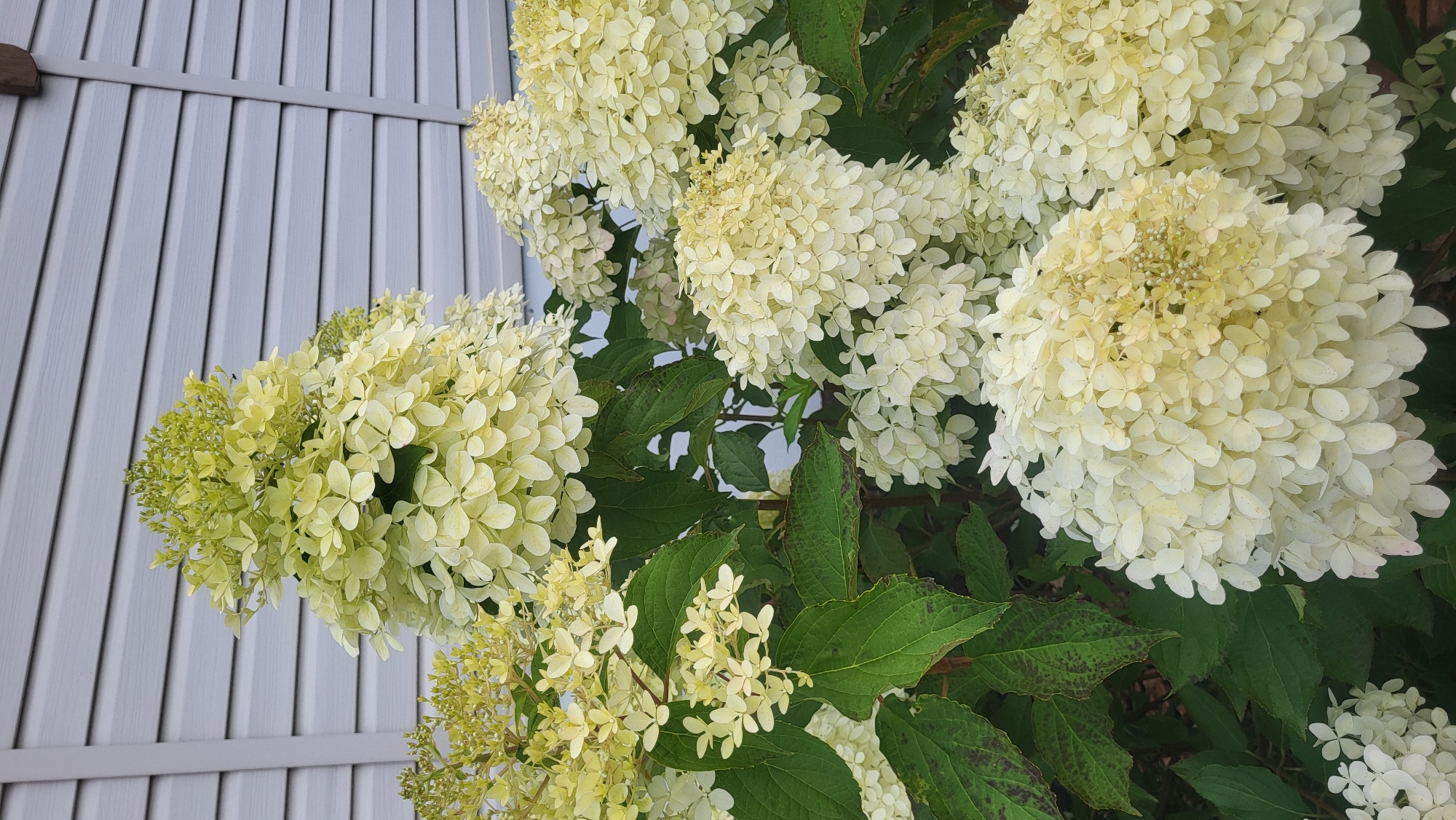 A tall, dense cluster of light green hydrangeas with white tips sits in front of a pale blue, horizontally sided house. The hydrangeas are conical in shape and dense with numerous small florets that have faded from a pale green to a creamy white. The leaves of the hydrangea are a deep green, with some exhibiting brown spotting. The house siding is uniform in its horizontal lines.