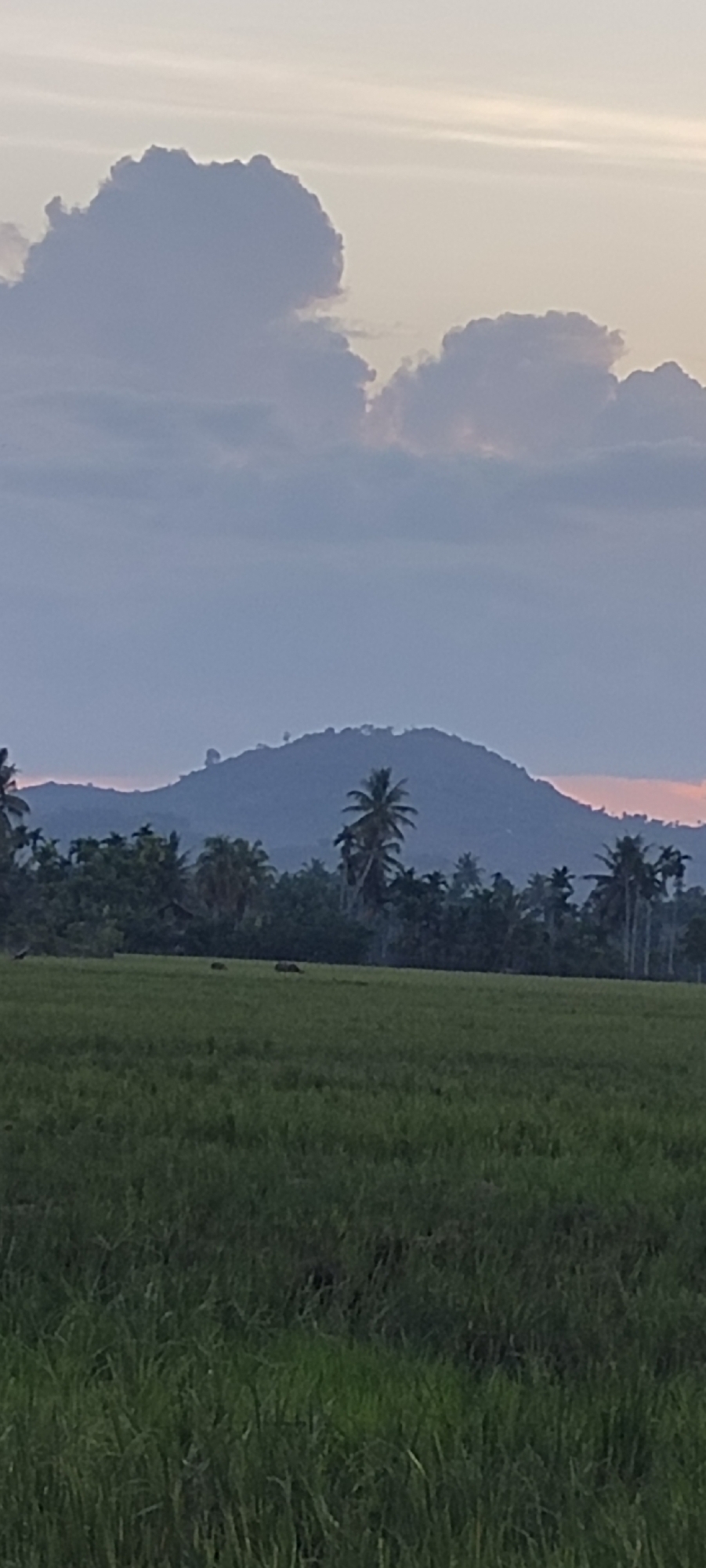 The image depicts a landscape in Meunasahalue, Indonesia, featuring a verdant rice field in the foreground. Behind the field is a line of trees, including palm trees. In the background, a hill or small mountain is visible under a cloudy sky with hints of sunset colors. Several dark objects are visible in the rice field, appearing to be animals.