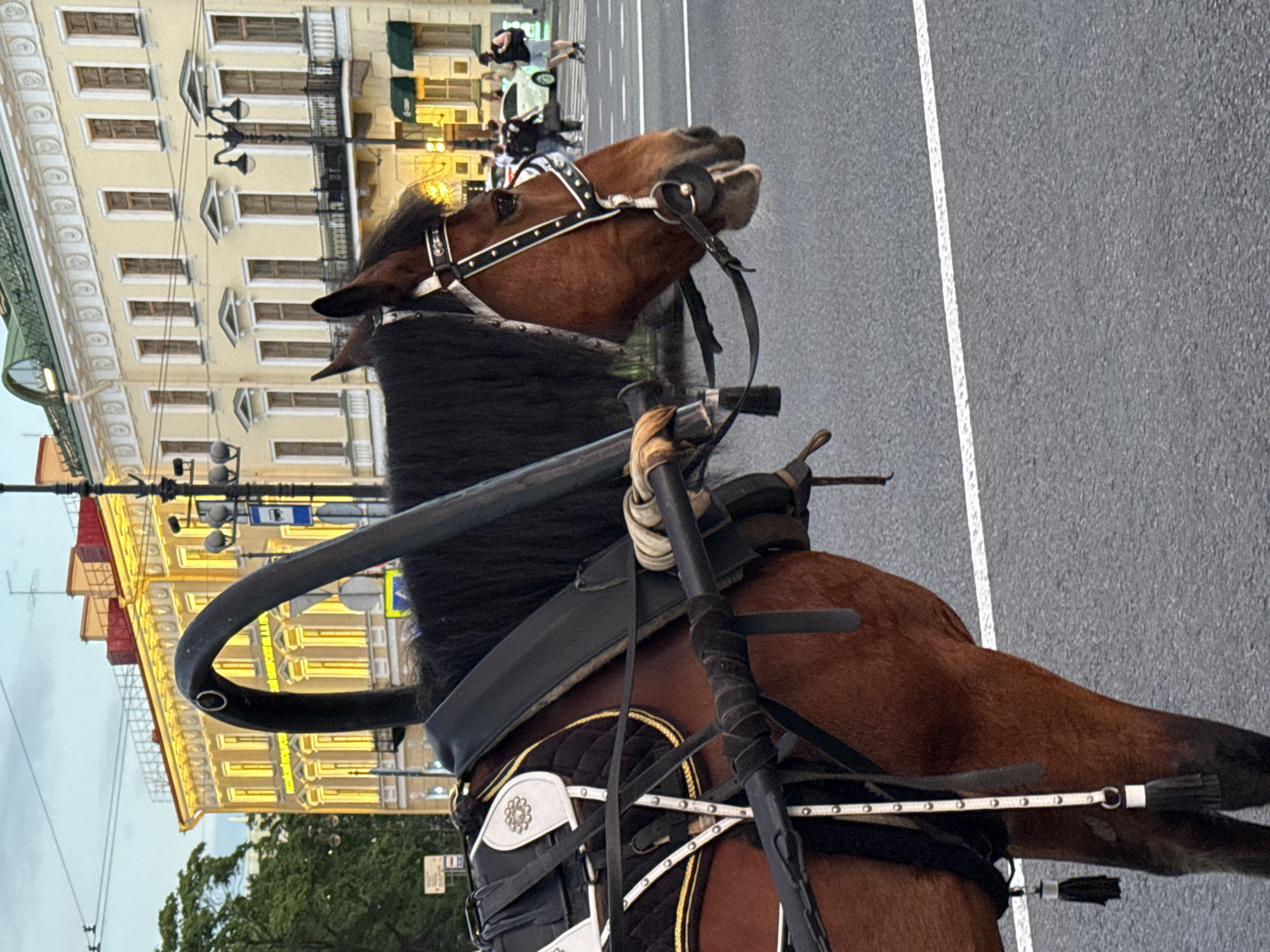 A brown horse is pulling a carriage on a city street in Saint Petersburg, Russia. The horse is wearing a bridle and harness. The carriage has a black seat and a metal frame. In the background, there are buildings with yellow facades and white trim. People are walking on the sidewalk and crossing the street. The sky is cloudy and the light is dim, suggesting it is either early morning or late evening. The scene appears to be on a paved road with a white line marking a lane. The building in the background has architectural details typical of Saint Petersburg, such as ornate facades and numerous windows.