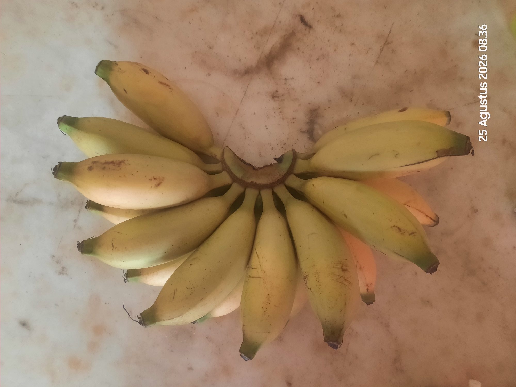 A bunch of ripe bananas is displayed on a speckled, beige surface, likely a countertop or table. The bananas are mostly yellow with some greenish hues at the stems and occasional brown spots, indicating ripeness. They are arranged in a fanned pattern, with the stems clustered together. The lighting casts a soft glow, and a date stamp, "25 Agustus 2026 08.36," is visible in the lower right corner, suggesting the image was taken in Sukokerto, Indonesia. The surface shows some minor imperfections and smudges, adding to the naturalistic presentation of the fruit.