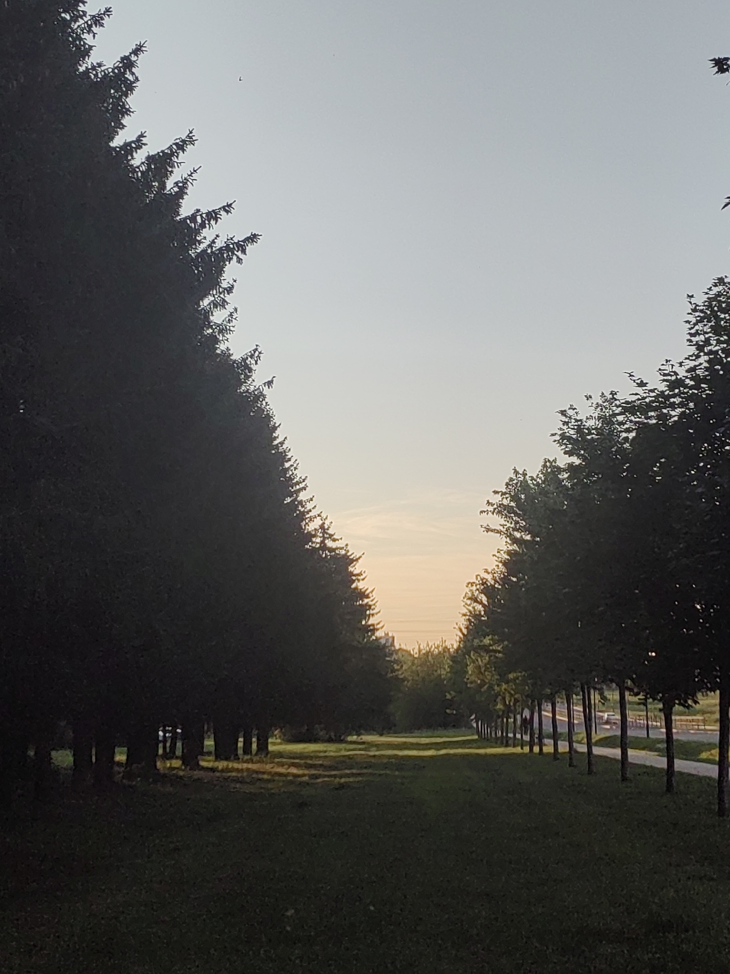 A vertical, full shot captures a serene park scene in the city of Unknown, Unknown. Two rows of trees line a paved pathway that recedes into the distance. On the left, a dense line of dark green conifer trees create a shadowed barrier. On the right, a lighter green deciduous trees are arranged in a more spaced-out formation. The pathway is bordered by lush green grass on either side, with sunlight filtering through the trees, casting dappled shadows. The sky above is a pale, hazy blue, with a faint warm glow near the horizon, suggesting either sunrise or sunset. There are no people or animals visible in the frame. The overall mood is tranquil and natural.