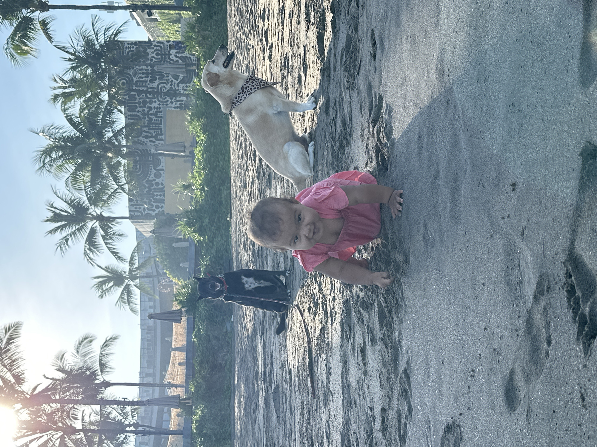 This image captures a sandy beach scene in North Kuta, Indonesia, bathed in the bright light of a sunny day. In the foreground, a young child is on their hands and knees, actively crawling on the sand. The child is wearing a pink dress. Behind the child, a black and white dog is sitting, facing forward and appearing to be leashed. To the right of the child, a light-colored dog, wearing a leopard-print bandana, is sitting and looking to the right. The background reveals a line of palm trees and some buildings with patterned walls, typical of a tropical coastal resort. The sand is textured with footprints and ripples, suggesting recent activity.
