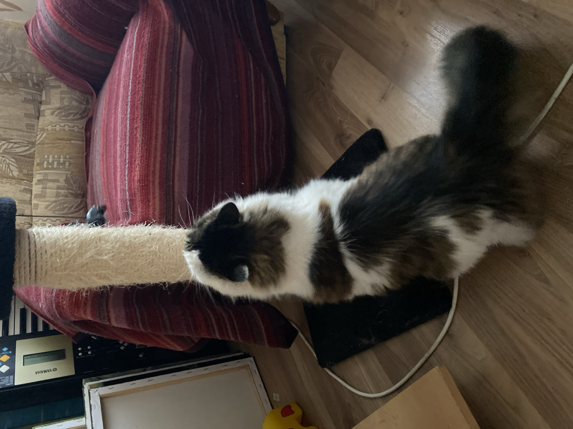 A long-haired, bi-colored cat, predominantly white with dark brown patches, is standing on a black mat in an indoor setting. The cat is facing away from the camera, looking upwards towards a sisal-wrapped scratching post. Behind the scratching post, a red and striped armchair is visible. To the left of the scratching post, a Yamaha keyboard is partially seen. The floor is made of light-colored wood. The scene appears to be a domestic interior, likely a living room. There are no people or animals other than the cat visible in the image. The lighting suggests it is daytime, possibly overcast. The location is identified as Bílina, Czechia.