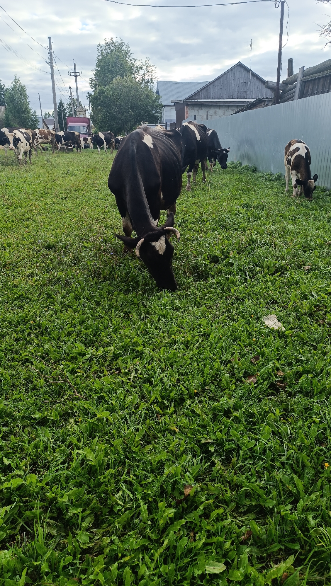 A herd of black and white dairy cows grazes in a lush green field on a cloudy day. In the background, a residential area with wooden houses and a metal fence is visible. Utility poles with electrical wires are also present. The cows are the primary focus of the image, with some standing and others grazing. The scene appears to be in a rural or semi-rural setting.