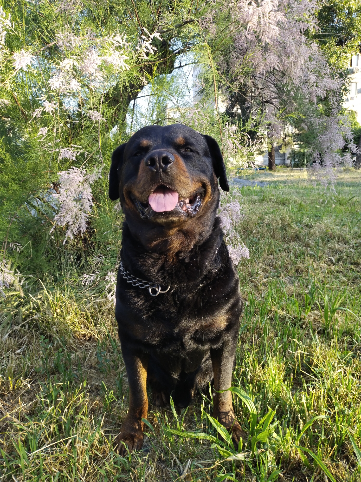 A black and tan Rottweiler dog, wearing a metal choke chain collar, sits centrally in a grassy outdoor area in Horishni Plavni, Ukraine. The dog faces the viewer with its mouth open, tongue extended, and eyes partially closed, suggesting a panting or smiling expression. Saliva is visible around its mouth and on its chest fur. The ground is covered with green and dry grass, exhibiting strong illumination and shadows from sunlight. In the background, dense green foliage and trees with light pink/white blossoms frame the scene. A light-colored building is partially visible on the far right in the background, indicating an urban or suburban setting.