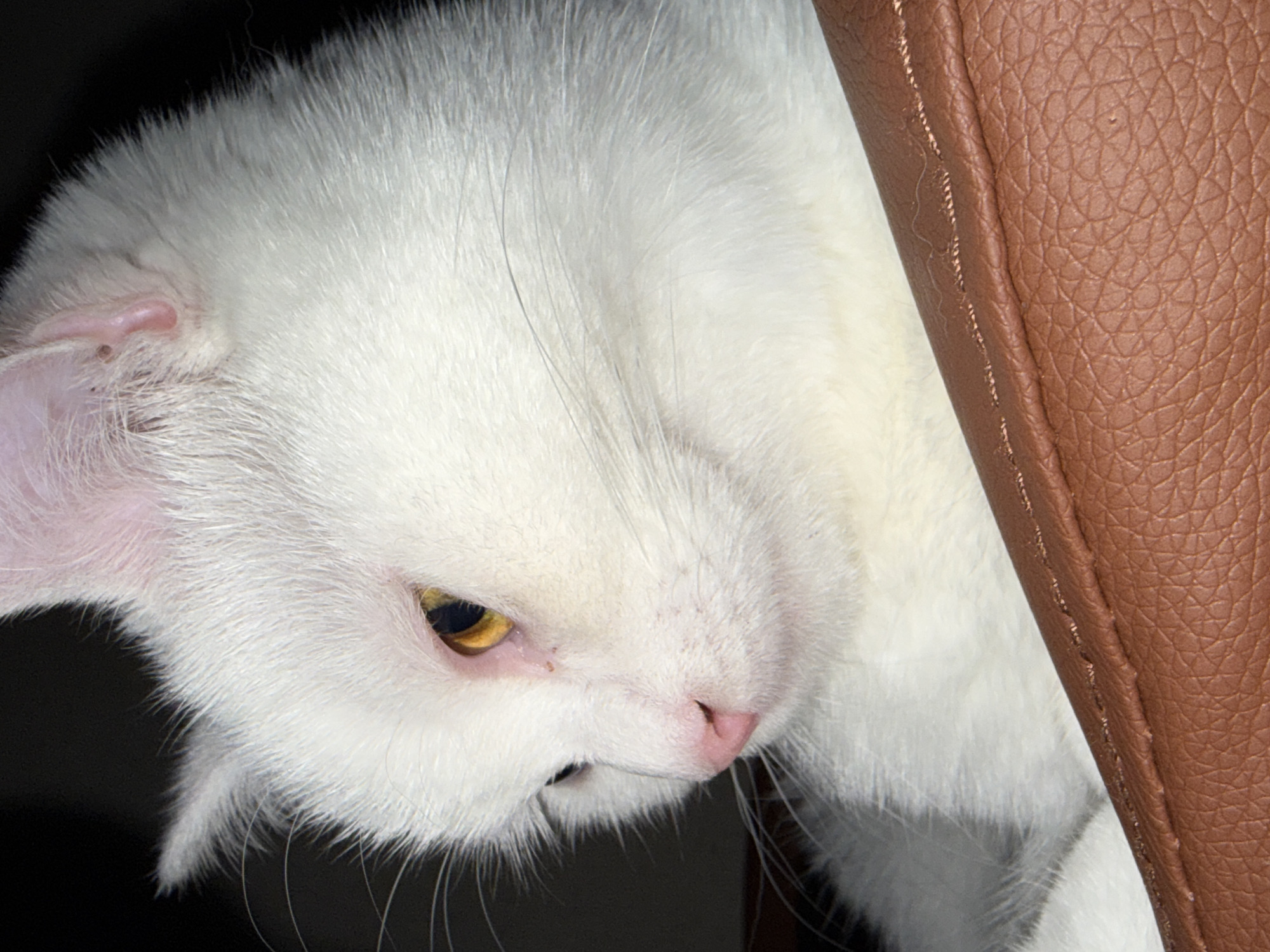 A close-up, profile shot features the head of a white cat. The cat's fur is soft and fluffy, with a few stray hairs visible. Its right eye, a bright amber color, is partially visible and appears to be looking down. The cat's nose is a soft pink, and its whiskers are long and white. The cat's ears are pointed and have a slight pink hue. The background is dark, with some lighter gray tones visible in the upper left corner. In the foreground, a textured brown surface, possibly leather, runs diagonally across the bottom of the frame, with visible stitching along its edge. The image is dimly lit, creating a moody atmosphere.