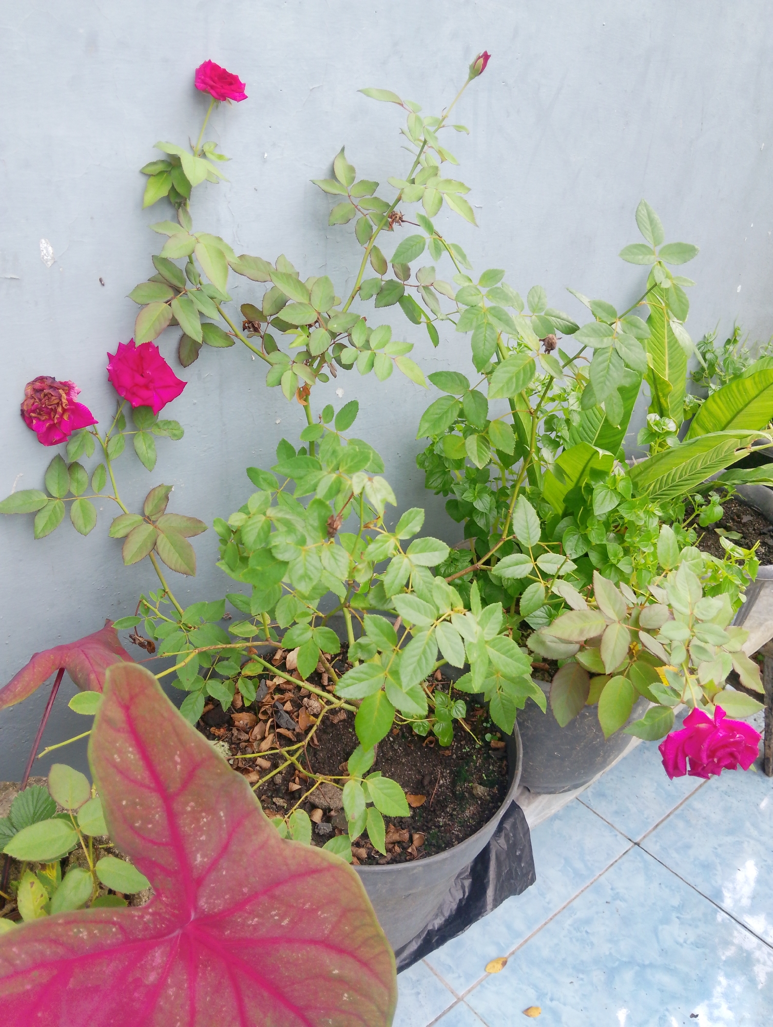 This is a medium shot photograph taken outdoors, likely in the city of Naga Jaya 1, Indonesia, showing a collection of potted plants against a gray, textured wall. The foreground is dominated by the vibrant pink and red veined leaves of a Caladium plant. Behind it, several potted plants are visible, including rose bushes with lush green foliage and at least two bright pink roses, one fully bloomed and another appearing wilted and dried. To the right, a plant with large, elongated green leaves, possibly a banana plant or a similar tropical variety, is partially visible. The pots are dark gray plastic, and one is covered with black plastic sheeting. The ground beneath the pots is tiled in a light blue pattern. The overall impression is of a home garden or a small urban planting area. There are no people or animals present.