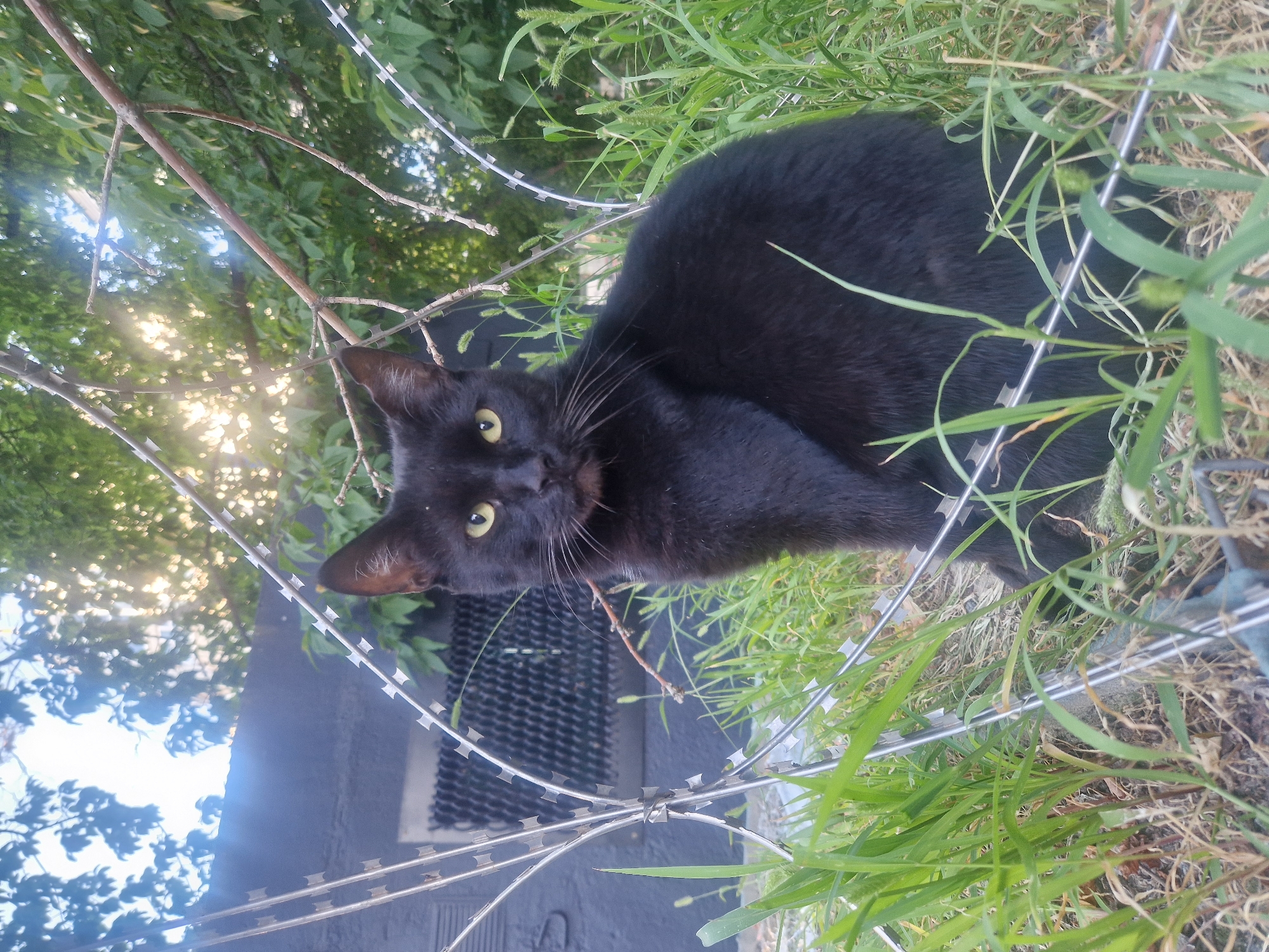 A medium shot shows a black cat sitting in tall green grass in front of a dark gray building. The cat faces forward with its eyes looking directly at the camera. Razor wire, a common security feature, is visible in the foreground and to the left of the cat, appearing to be part of a fence. Behind the cat, the building features a dark grate or window. Above and behind the building, green tree branches are visible, with sunlight filtering through them. The overall scene suggests an outdoor urban environment.