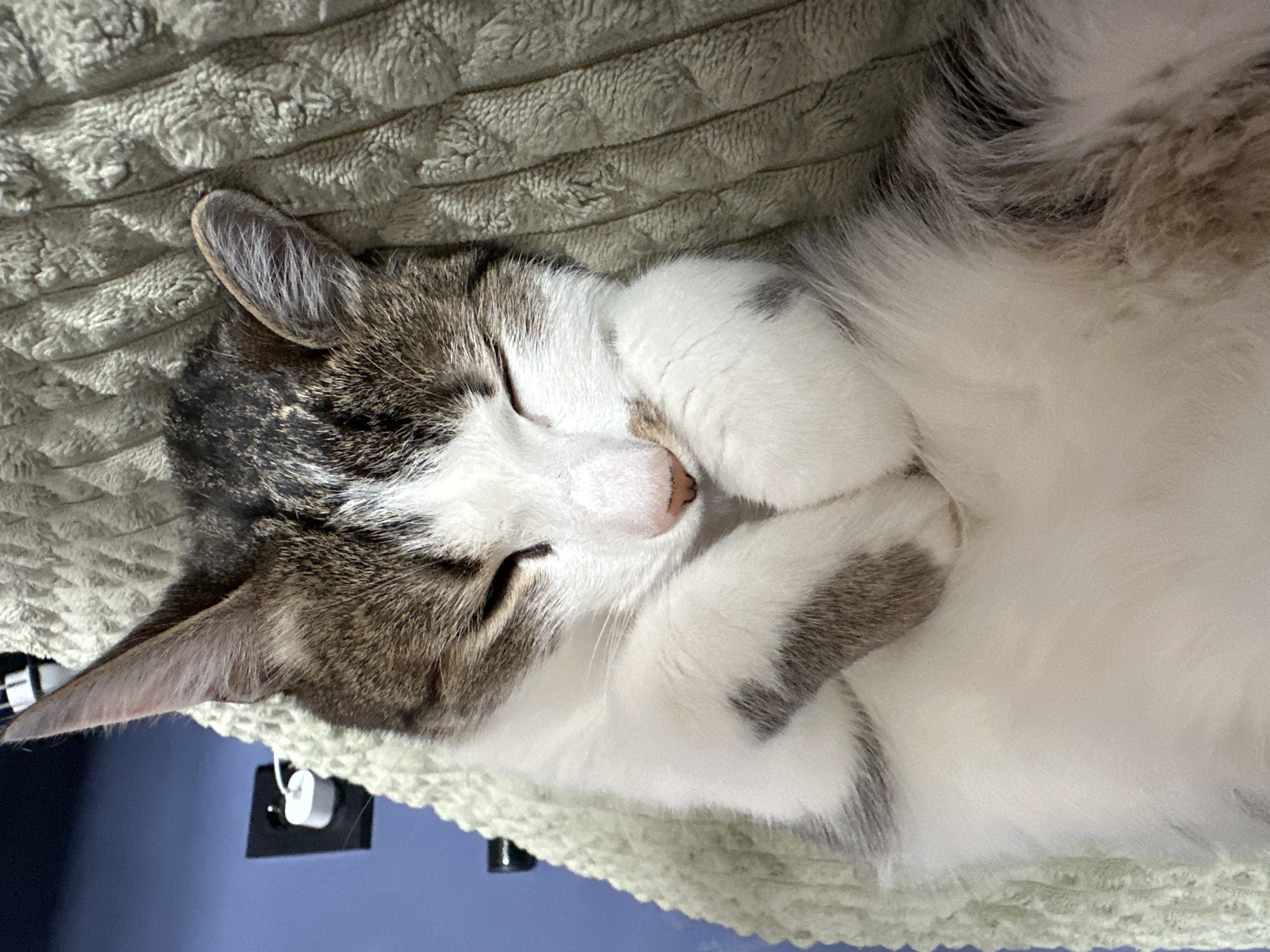 A cat is sleeping on a light green, textured surface. The cat is mostly white with grey and brown tabby markings on its head and paws. Its face is nestled into its front paws, which are crossed over its nose. The cat's eyes are closed. A portion of a blue wall and an electrical outlet are visible in the lower left corner of the frame. The location is not in Krasnoyarsk, Russia.