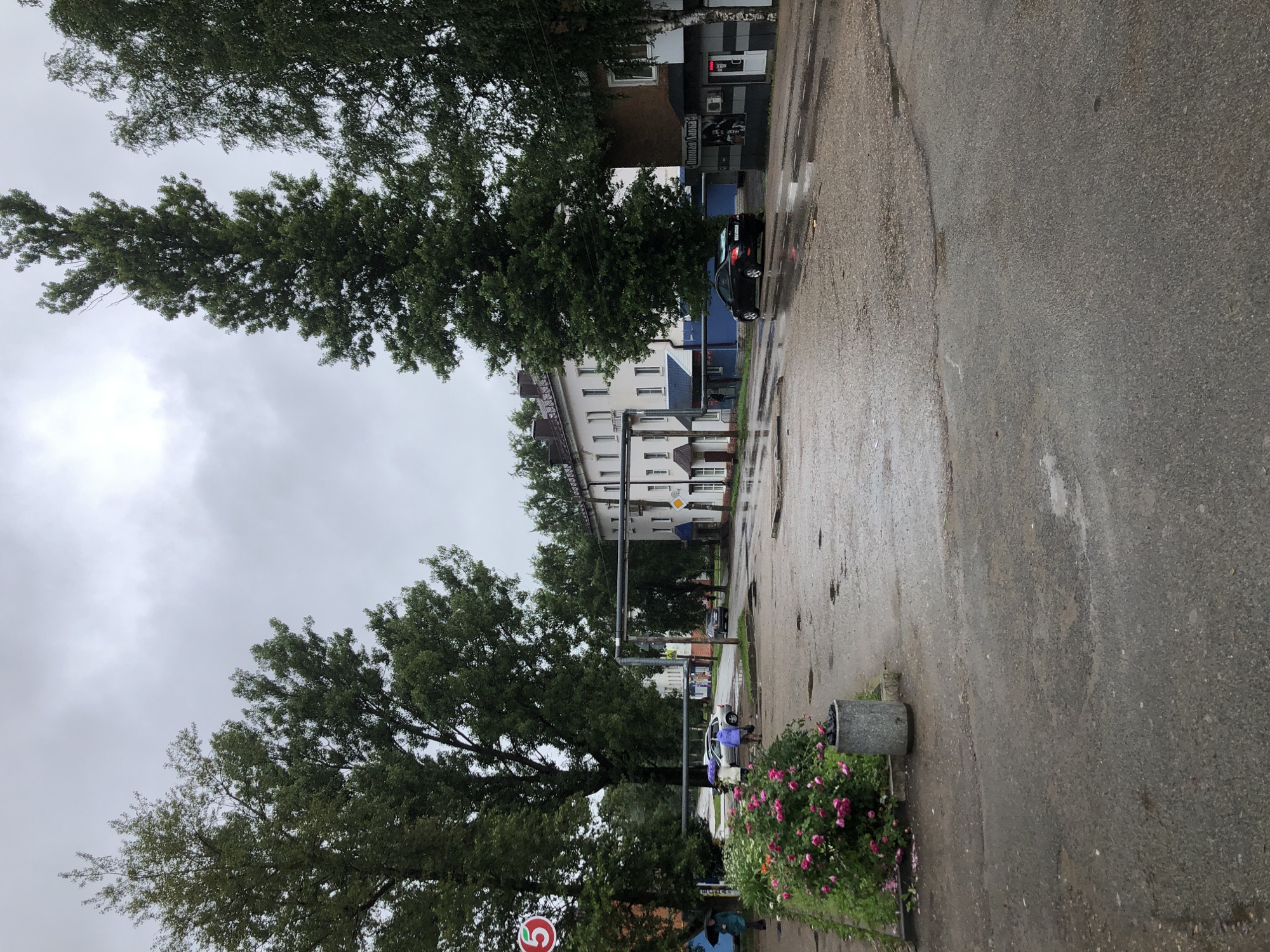 The image depicts an overcast day in Safonovo, Russia, with wet asphalt suggesting recent rain. In the foreground, a cluster of pink roses blooms beside a gray concrete trash receptacle. Beyond the flowers, a paved area with puddles stretches towards buildings. On the left side of the road, a red circular sign with a white number "5" is visible. Two individuals are walking under umbrellas on a sidewalk. A silver car and a black sedan are parked on the wet street. In the background, a multi-story white building with blue accents lines the street, and a darker building with a sign that appears to read "Пивная Лавка" (Beer Shop) is on the right. Tall trees with green foliage are present throughout the scene.