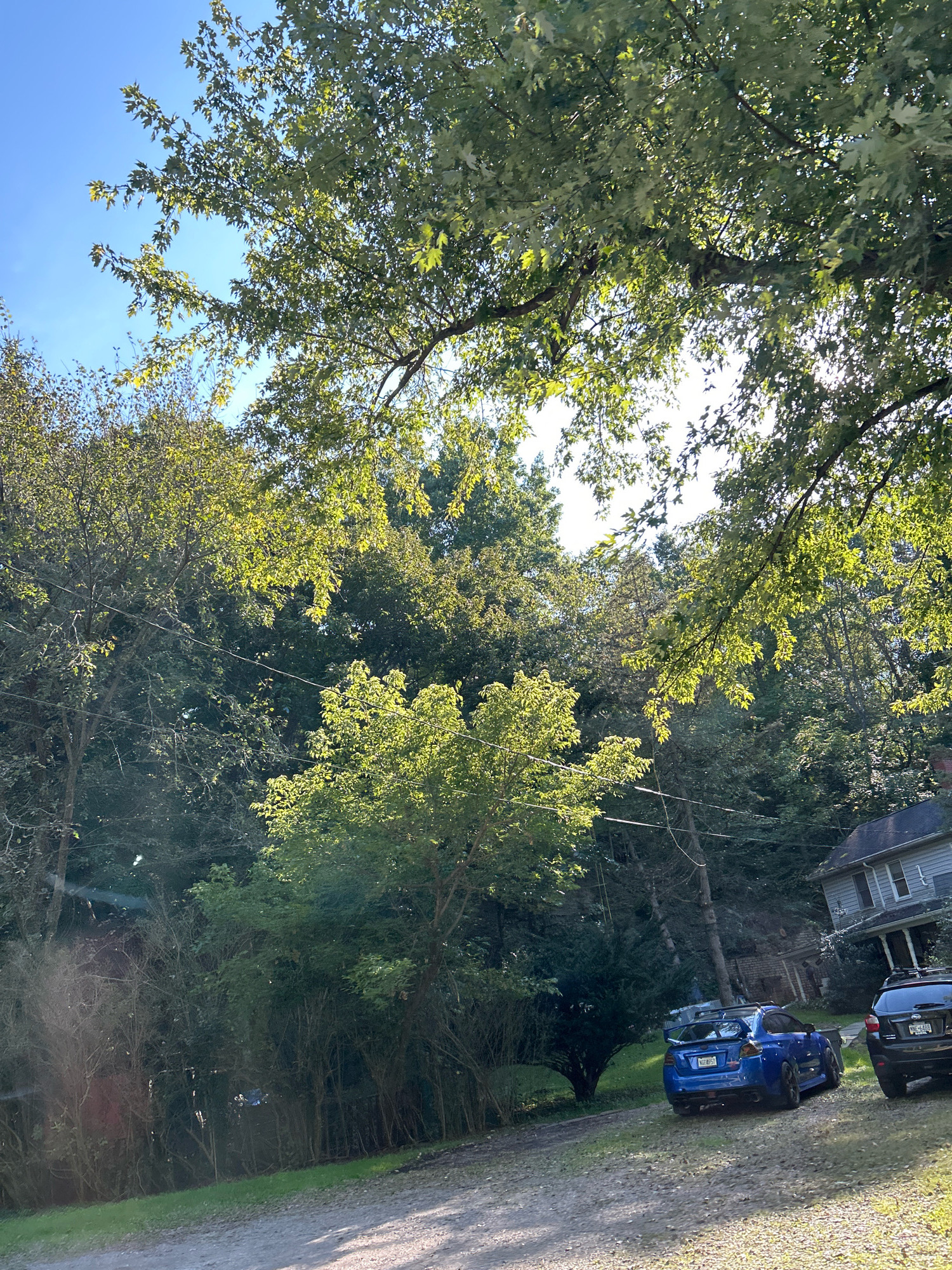 The image depicts a sunny day in a wooded residential area, likely in Pittsburgh, United States of America. Lush green trees, some with sunlight filtering through their leaves, dominate the upper portion of the frame, obscuring much of the sky. Below the trees, a dirt driveway leads to a grey, weathered house on the right side of the image. The house appears to be two stories with a sloped roof and visible windows. Two cars are parked on the driveway. A bright blue sports car with a large spoiler is positioned in the foreground on the left, facing away from the camera. To its right, a dark-colored SUV is parked, facing the same direction. The ground is covered with a mixture of dirt and gravel, with patches of grass and brush. The overall impression is of a quiet, semi-rural setting within a more populated area.