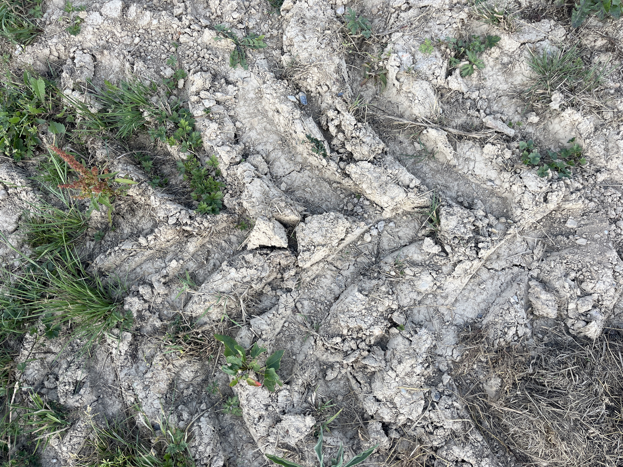 The image is a close-up, top-down view of a tractor tire track in dry, cracked mud mixed with sparse green grass and dried vegetation. The tire tread has left deep impressions and shifted the earth into ridges and depressions. The scene is naturalistic, with no people or man-made objects other than the tire tracks. This image depicts an outdoor environment, likely a field or unpaved rural road in Saint-Vith, Belgium, given the context. The lighting suggests it is daytime, with shadows indicating a moderate sun angle.
