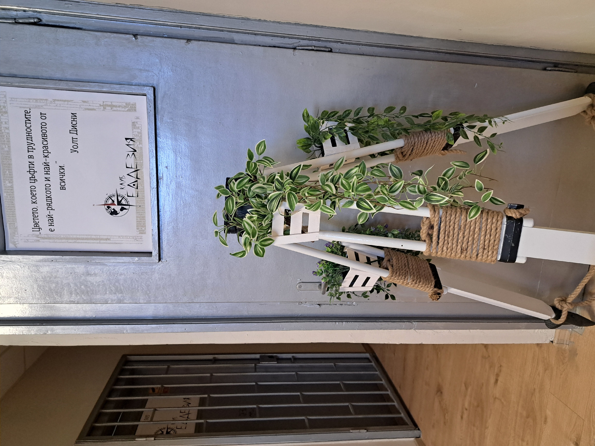 The image shows a decorative display on a grey door or wall. The display includes a white, A-frame ladder-like structure with three small potted plants on each rung, the rungs are wrapped in twine. A framed poster on the door reads "The flower that blooms in adversity is the rarest and most beautiful of all. Walt Disney," and below that "Club Edelweiss" is displayed. The poster on the lower part of the image indicates that the scene is located in Sofia, Bulgaria, since it also has the name "Edelweiss". The floor below the display is wood, and there is a grated ventilation panel at the bottom. The image is slightly rotated counterclockwise.