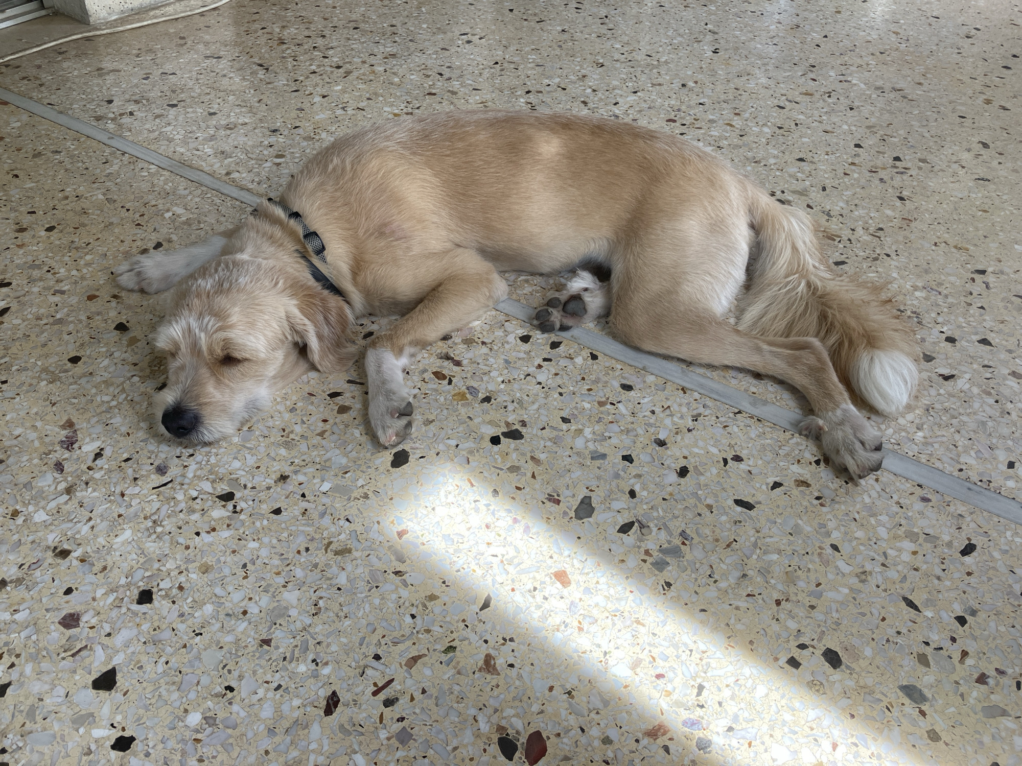 A light-colored dog is captured lying down on a terrazzo floor. The dog, with sandy-blonde, medium-length fur, is positioned on its side, facing left with its head resting on its paws. Its eyes are mostly closed, indicating a state of rest or sleep. A black and grey patterned collar is visible around its neck.
The floor beneath the dog is a light-toned terrazzo, embedded with numerous irregularly shaped chips of various colors including white, grey, black, brown, and faint hints of reddish tones. A thin, light-colored strip, possibly a floor trim or grout line, runs diagonally across the scene, passing under the dog's body. A striking feature of the image is a strong, diagonal beam of sunlight that cuts across the floor in the lower right, partially illuminating the dog's hind legs and tail. This direct sunlight suggests it is daytime. The overall scene portrays a calm and peaceful setting, likely indoors in a home or similar building. There is no visible text in the image.