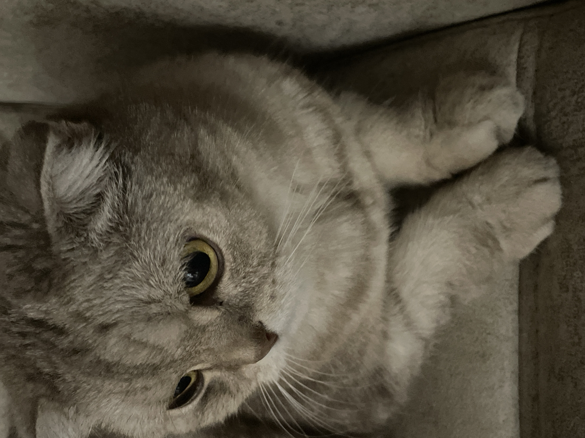 A close-up, eye-level shot shows a light gray tabby cat with folded ears and yellow eyes. The cat is sitting on a textured, light brown surface, likely a couch or chair. The cat's fur has subtle stripes and swirls. Its paws are resting in front of it. The background is dark and out of focus, suggesting an indoor setting. The overall mood is calm and introspective. There is no indication of location in the city of Unknown, Russia.