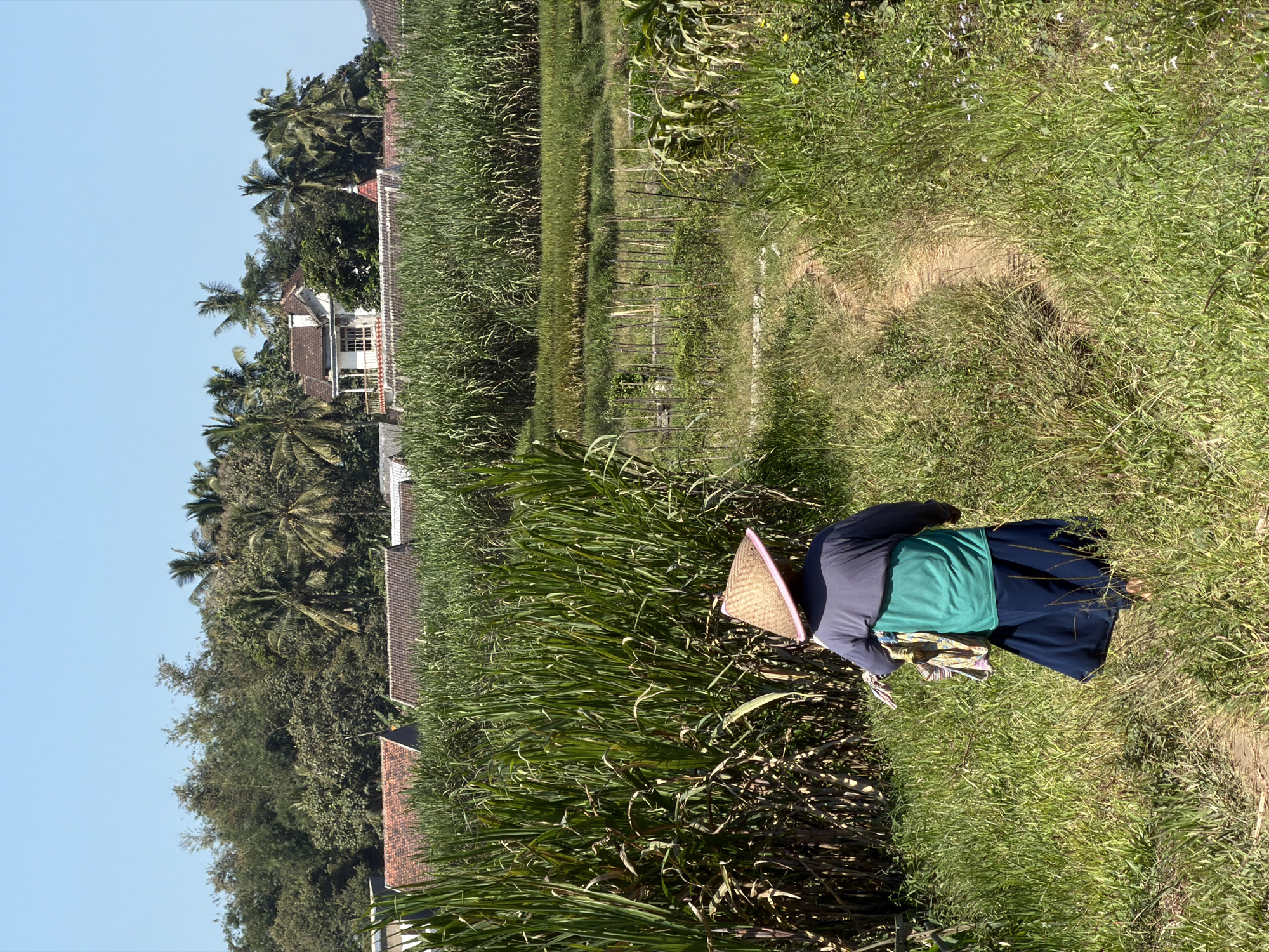In Dampit, Indonesia, a person wearing a conical hat walks along a dirt path through tall green grass. They are seen from behind, wearing a dark grey long-sleeved shirt over a teal and green garment, and a dark blue skirt. The person is carrying a bundle of fabric over their left shoulder. They are walking away from the camera, towards a field of tall green stalks that appear to be sugarcane, which dominates the midground of the image. Beyond the sugarcane field, several buildings are visible, including a white house with a red-tiled roof and a balcony, nestled amongst palm trees and other dense foliage. The sky is clear and blue.