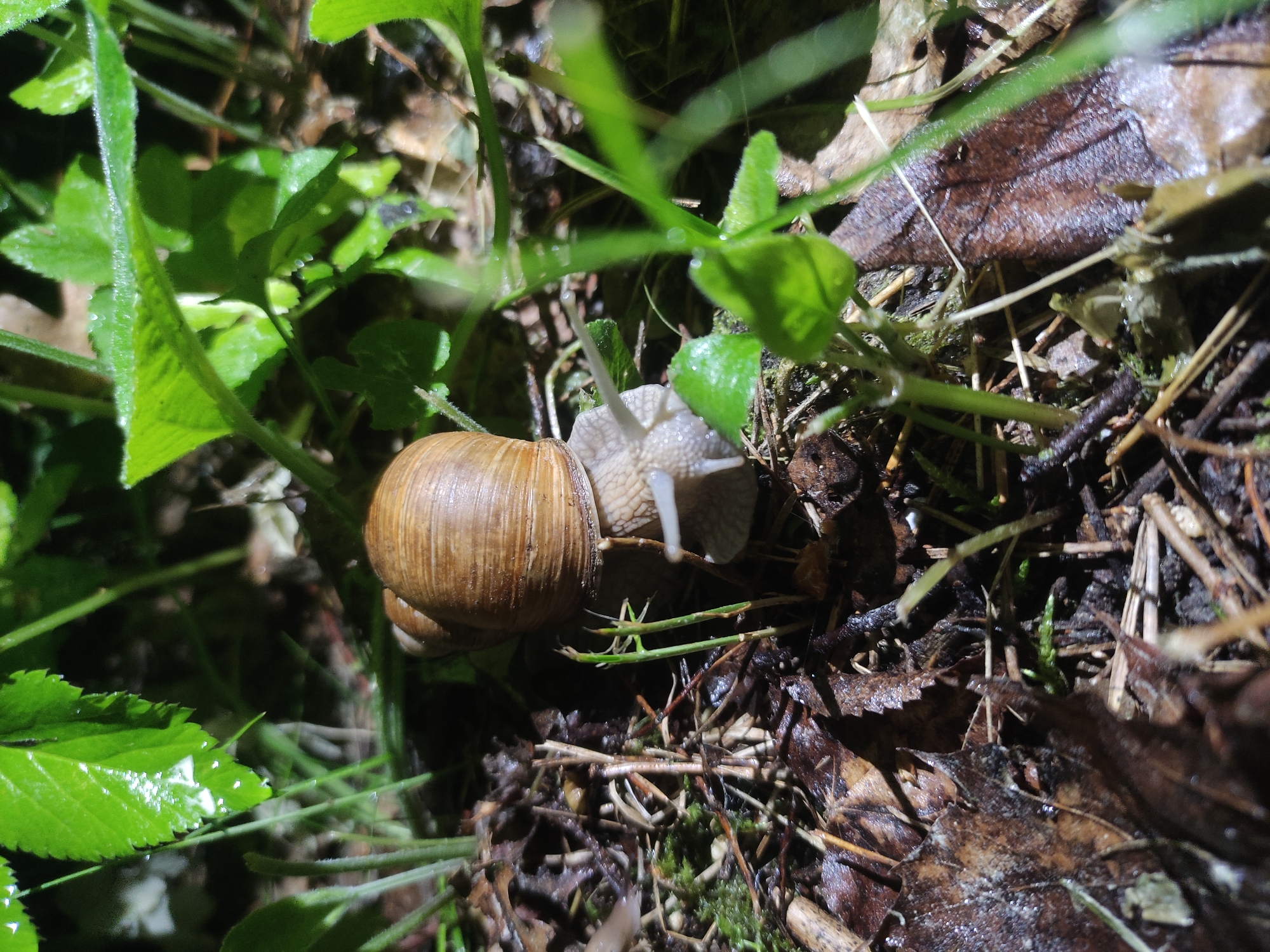 A snail with a brown, spiraled shell is positioned among green foliage and decaying brown leaves on the ground. The snail's head is visible, showing its pale-colored body and extended antennae. The environment appears to be damp, with the leaves and foliage showing signs of moisture. There are no people visible in the scene. The location is not discernible and the city of Kratovo, Russia cannot be determined from the image.