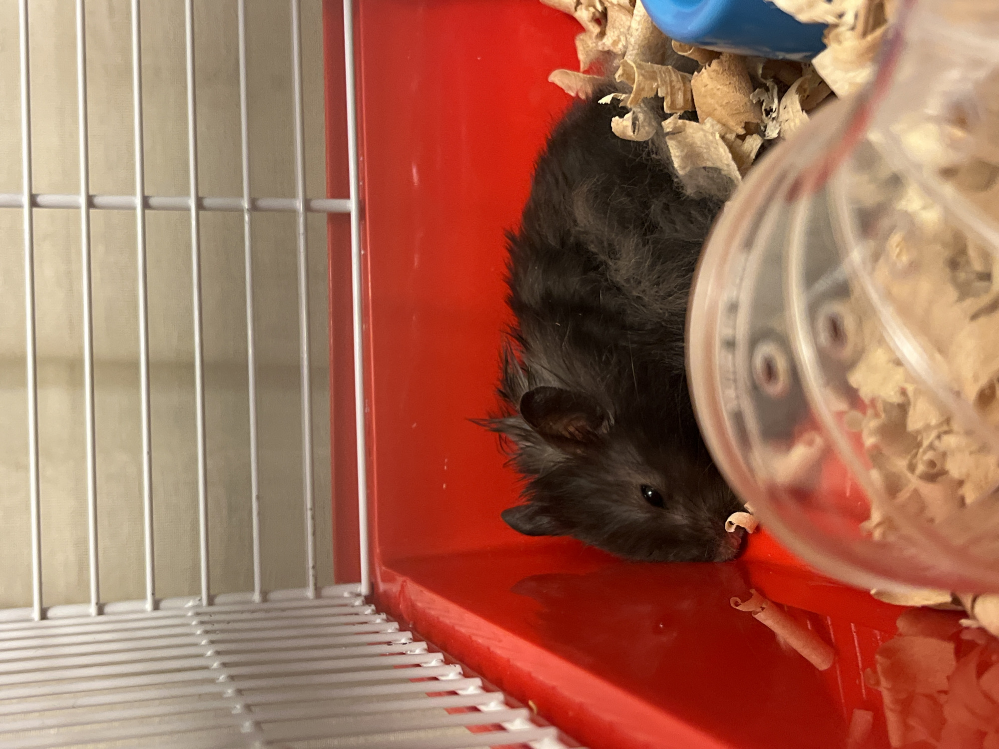 A black hamster is lying down in a red plastic cage, nestled in wood shavings. The hamster is partially obscured by a clear plastic food or water dish in the foreground. The cage has white metal bars. The hamster's left eye is visible and open. The hamster's fur appears somewhat disheveled.
