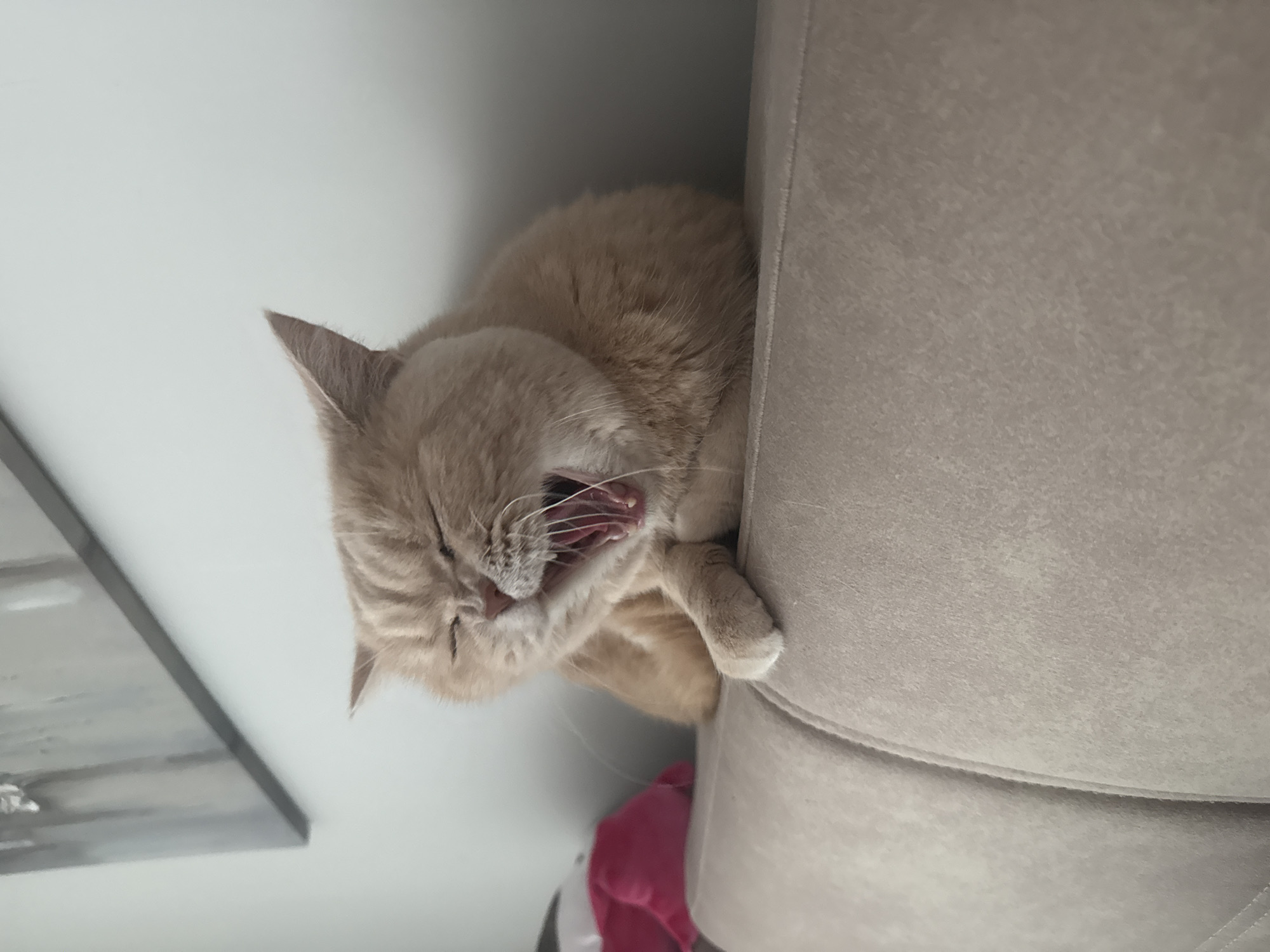 The image shows a tan cat yawning while nestled between a wall and the side of a beige upholstered chair. The cat's mouth is open wide, revealing teeth and tongue. Part of a painting is visible on the wall. There is a pink and white object under the chair. The location is Unknown, Unknown.