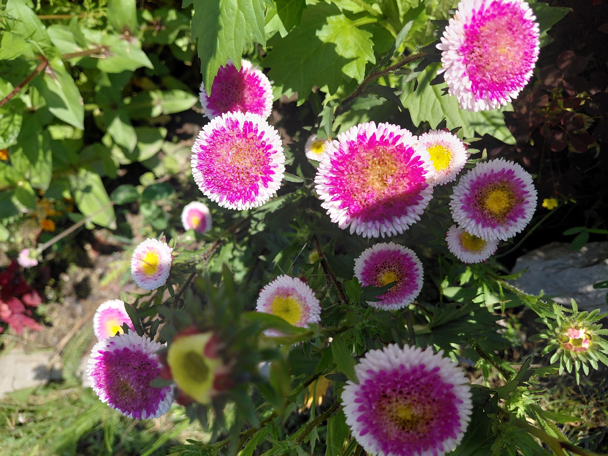 This is a close-up, eye-level, outdoor photograph of a cluster of daisy-like flowers with pink and white petals and yellow centers. The flowers are in bloom and appear to be in a garden. Green foliage and some dark soil are visible in the background. The lighting suggests a sunny day. The scene is located in Malinovka, Russia.