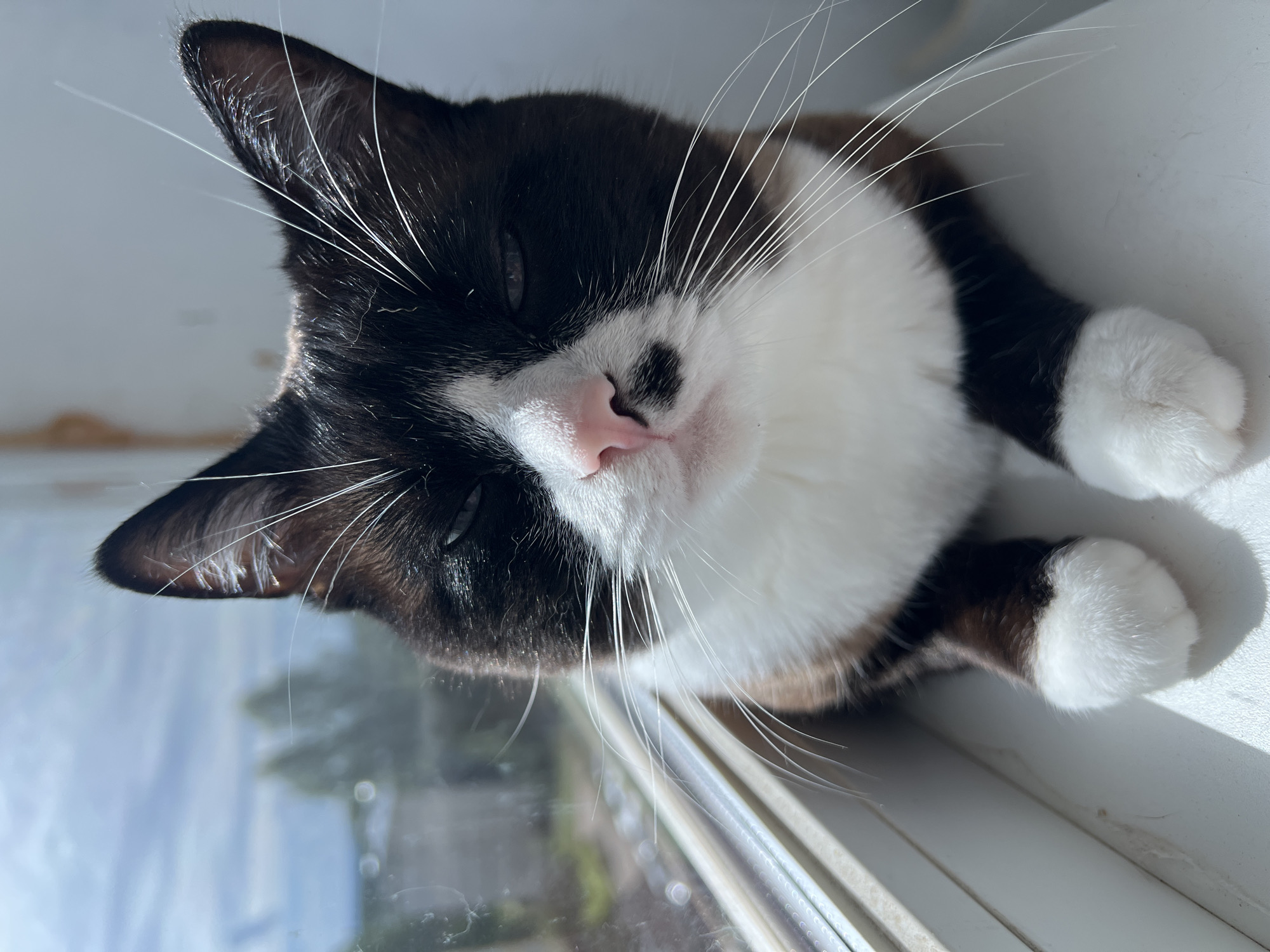 A medium shot captures a black and white domestic cat with its eyes partially closed, resting on a white windowsill. The cat's fur is dark brown and white, with distinct black markings on its face, including a patch above its pink nose. Long white whiskers fan out from its muzzle. The cat's paws are white and visible in the foreground. Sunlight streams in from the left, illuminating the cat and casting shadows. Through the window behind the cat, a blurry outdoor scene is visible, featuring trees and a cloudy sky, suggesting a temperate climate. The scene appears to be indoors, likely in a residential setting. The photograph is taken in Noviy, Russia.
