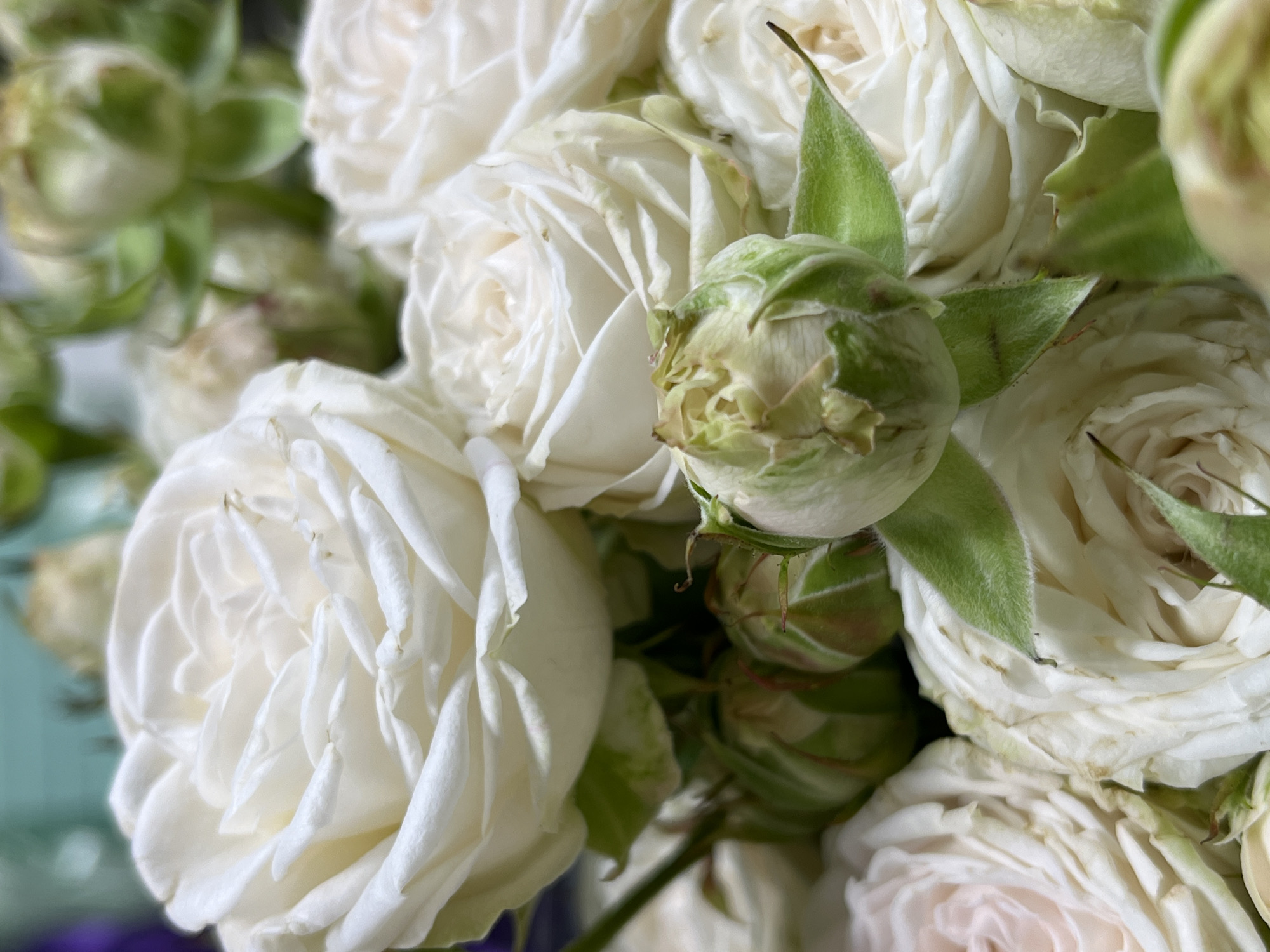 A close-up shot of a bouquet of white roses and their buds. The roses are in various stages of bloom, with some fully open and others still forming. The petals are delicate and layered, with a soft, creamy white color. The buds are green and tightly closed, hinting at future blooms. The overall impression is one of natural beauty and delicate elegance. The image is set in a shallow depth of field, blurring the background and emphasizing the details of the flowers. The lighting is soft and diffused, highlighting the textures and contours of the petals.