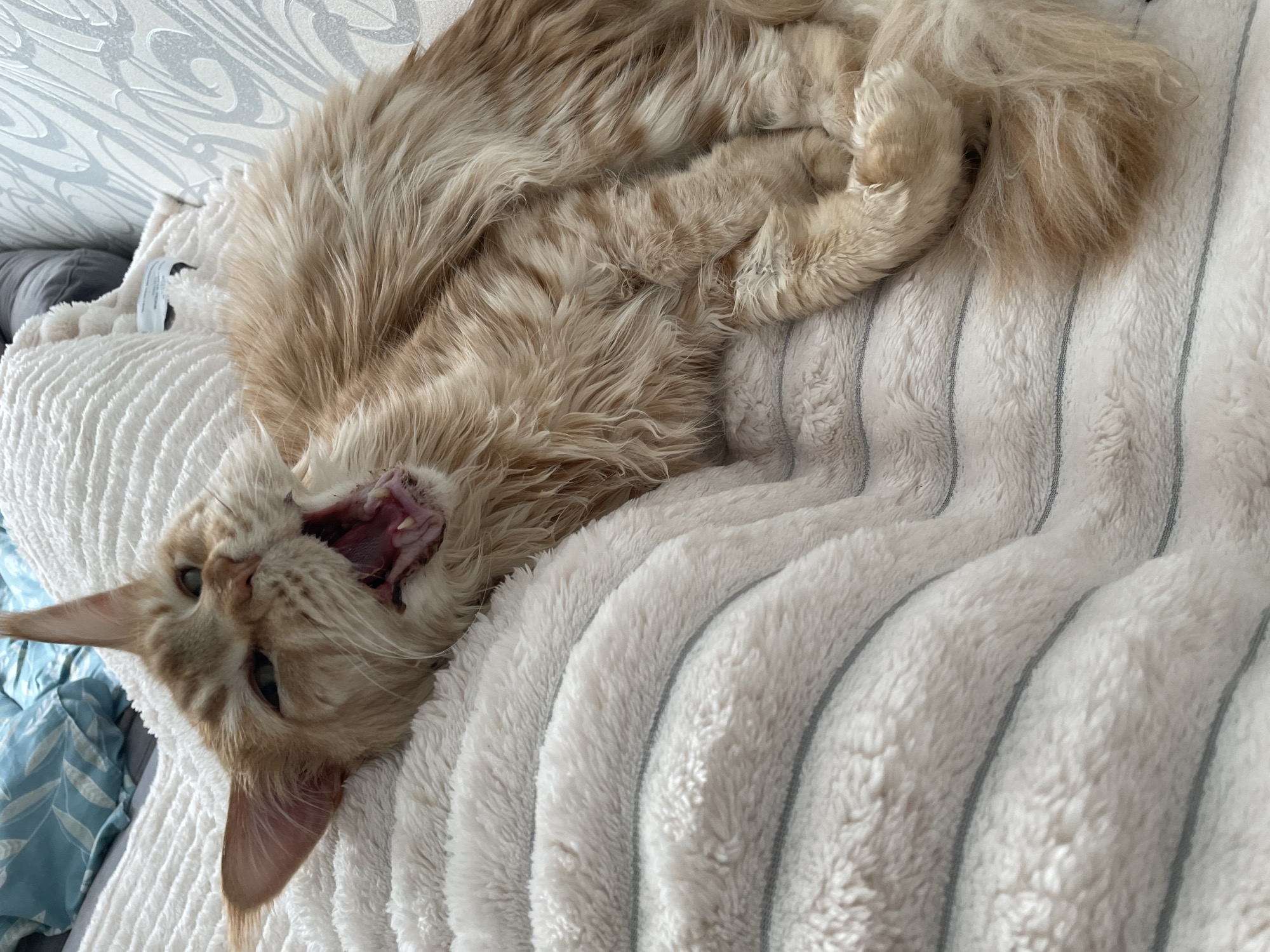 A light orange cat is lying on its back on a white, striped plush blanket. Its mouth is open, revealing teeth and pink gums. The cat has long fur and pointed ears. The blanket is slightly wrinkled and the background is out of focus. The location is unknown and there is no evidence to suggest it is Rozsoshentsi, Ukraine.