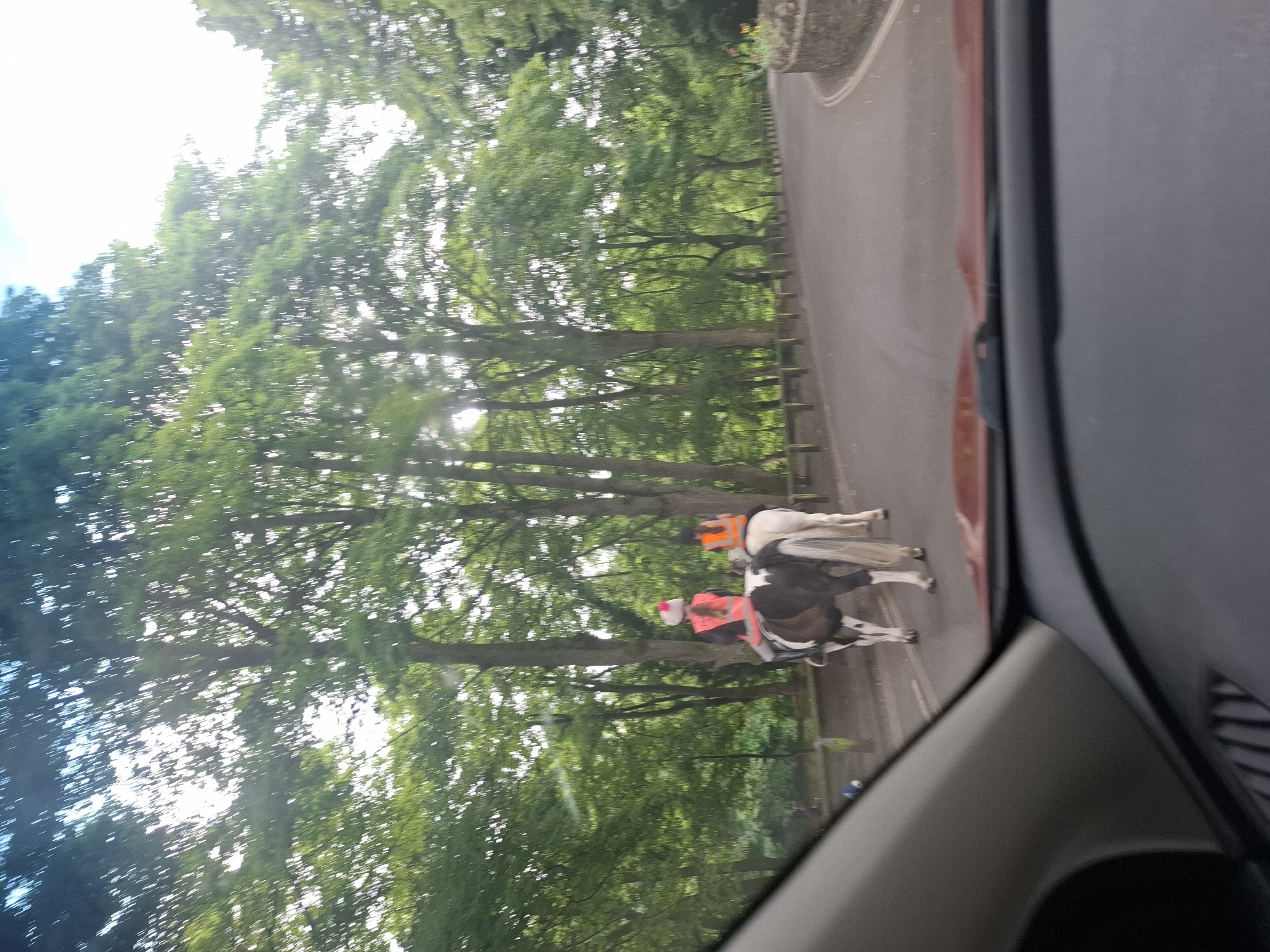 Two horses wearing high-visibility vests are standing on an asphalt road lined with trees. The horse in the foreground is black and white with a pink vest. The horse in the background is white with an orange vest. The scene is viewed from inside a vehicle, as evidenced by the reflections and interior details of a car. The time of day appears to be daytime, with bright light filtering through the trees. The weather seems to be pleasant, with a clear sky visible in parts. The location cues suggest a rural or park-like setting in Richmond, United Kingdom, with lush green foliage and a paved road. There is a stone wall or structure on the right side of the road. No text is visible in the image.