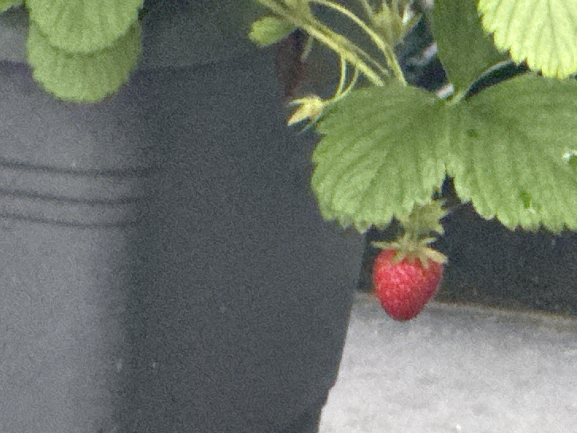 The image shows a close-up of a single ripe strawberry hanging from a plant. The strawberry is bright red and has a distinct shape with small seeds visible on its surface. It is attached to a green stem with small green sepals. Above and to the left of the strawberry, several green leaves of the strawberry plant are visible. The plant appears to be growing in a dark-colored pot, only a portion of which is visible on the left side of the frame. The background consists of a blurry, dark surface, possibly the side of the pot or another object, and a lighter, textured surface below, which could be a table or ground. The lighting suggests it is daytime, and the overall impression is one of a natural, possibly garden setting. There is no visible text in the image.