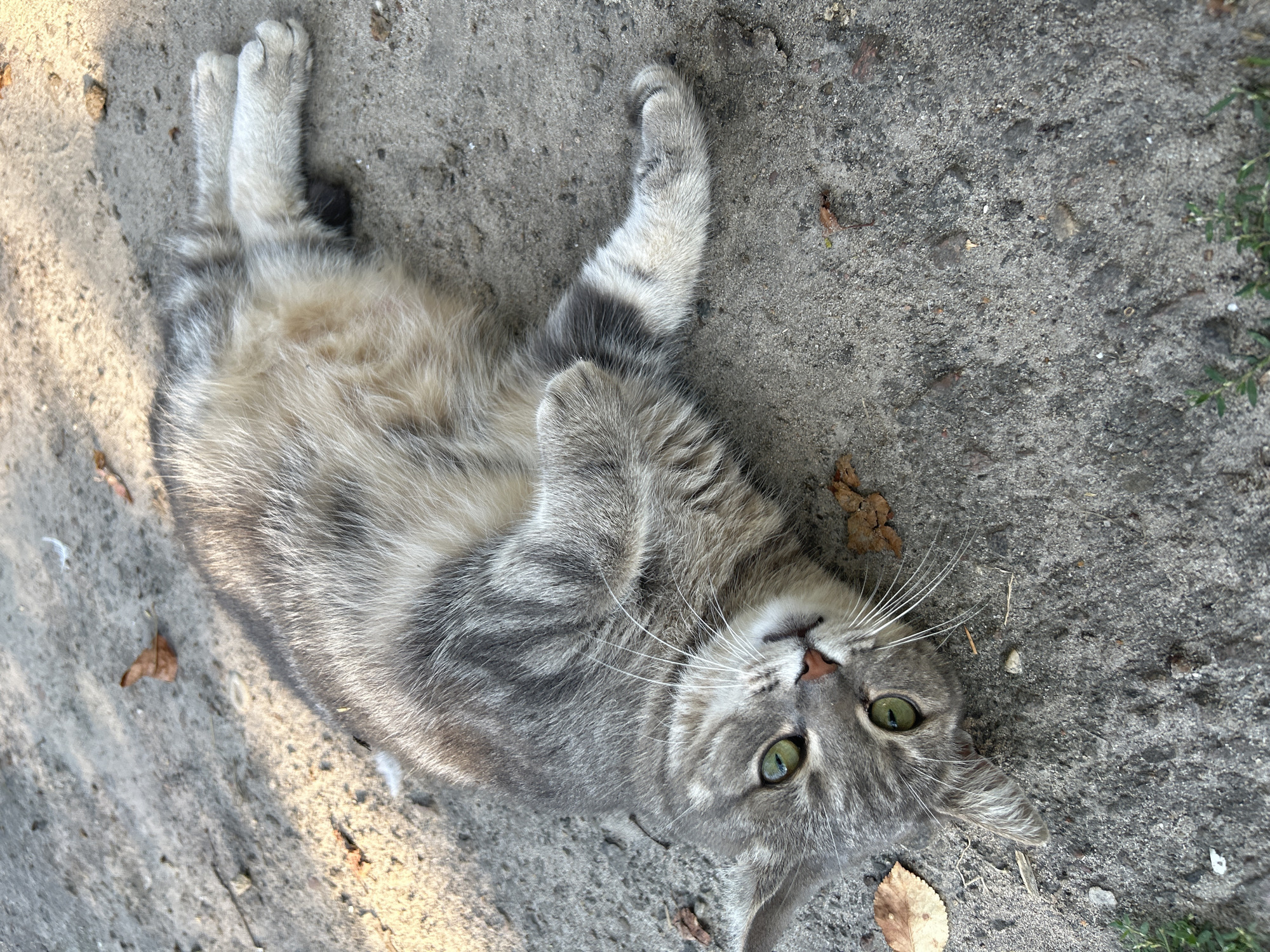 A grey tabby cat lies on its back on a grey, textured concrete surface. The cat has green eyes, white whiskers, and a pink nose. Its fur is grey with darker grey stripes. Its front paws are crossed, and its back legs are extended. Several dried brown leaves are scattered on the ground around the cat. The scene appears to be outdoors, with dappled sunlight illuminating parts of the cat and the ground.