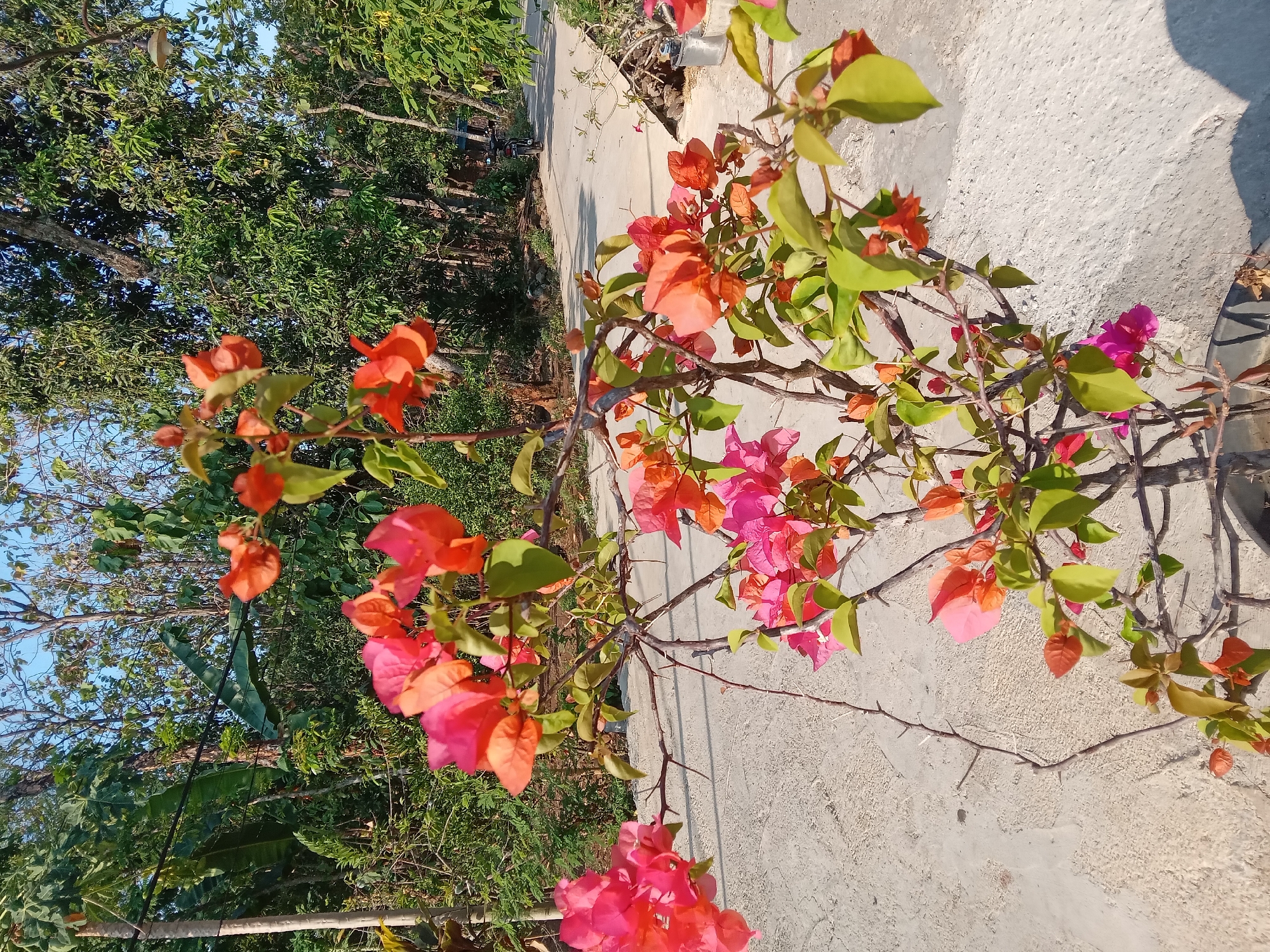 The image captures a close-up of a flowering bougainvillea plant in the foreground, its vibrant pink and orange bracts contrasting with the green leaves and thorny branches. The plant is situated in a black pot, partially visible at the bottom of the frame. Behind the plant, a concrete pathway or ground is visible, with a slight texture. In the mid-ground and background, a dirt road curves away, bordered by lush green trees and vegetation. The sky is clear and blue, suggesting it is daytime. A motorcycle is parked on the side of the road in the distance, and a light fixture hangs from a pole further down. The overall environment appears to be a rural or semi-rural area in Kedunggudel, Indonesia, characterized by abundant greenery and a simple outdoor setting.