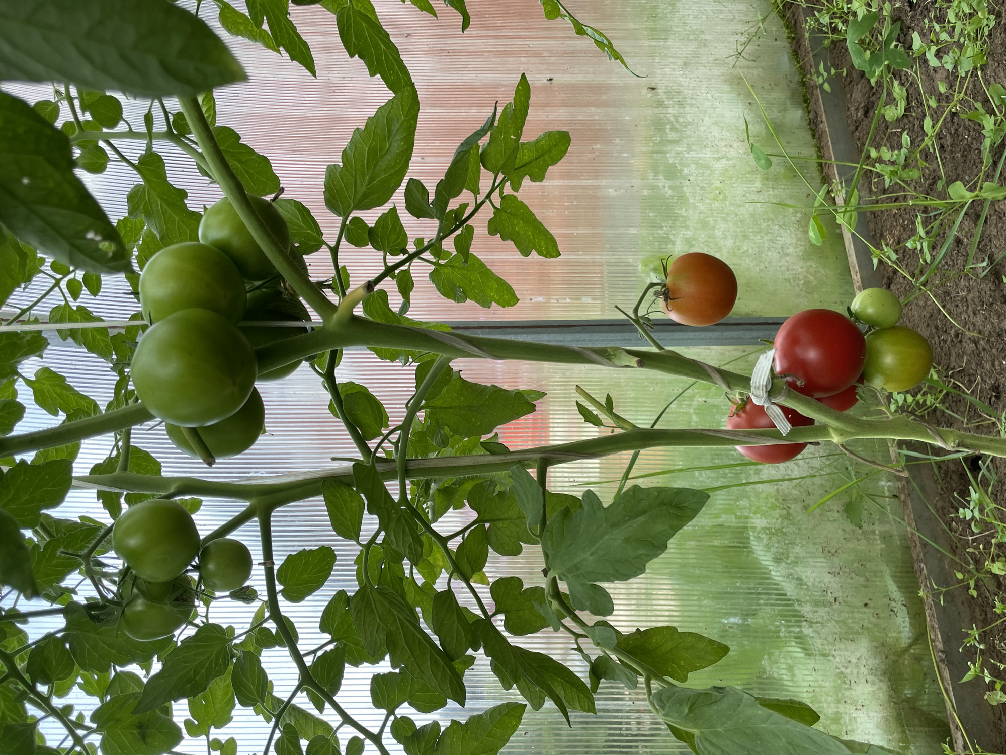 In a greenhouse located in the city of Дресвяново, Russia, a tomato plant is pictured, its stem twisted with a string. The plant bears a cluster of green tomatoes on its upper branches, with one tomato showing signs of ripening to an orange hue. Lower down, two ripe red tomatoes are visible, alongside a green one. The greenhouse structure is evident, with corrugated translucent panels forming the walls, allowing natural light to illuminate the scene and reveal the soil and sparse vegetation on the ground.