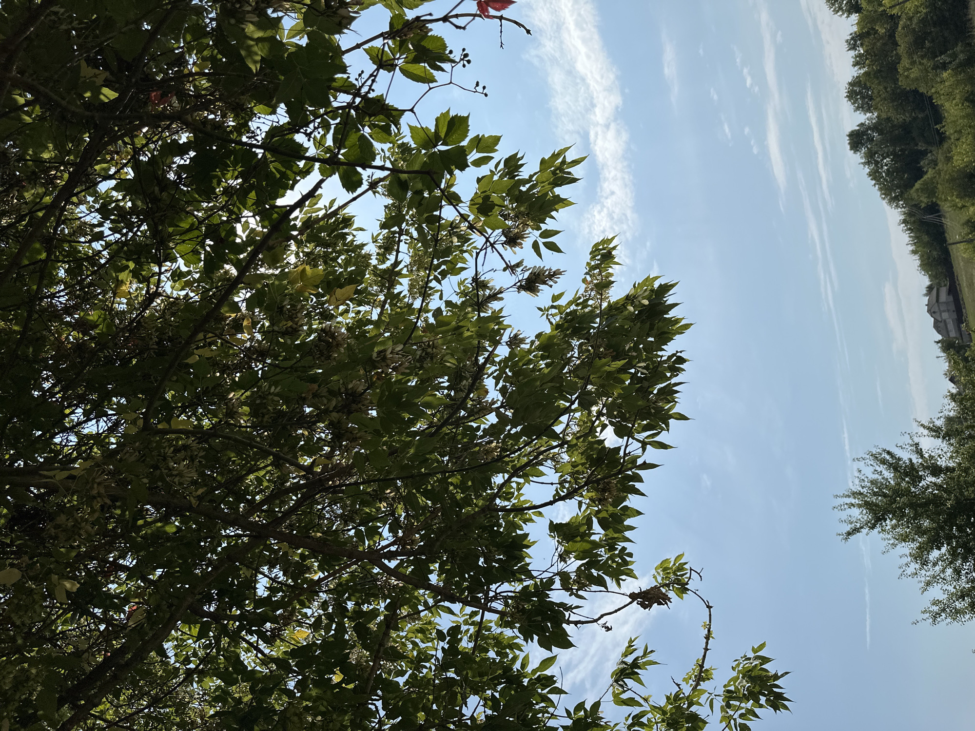 The image captures a view from beneath the branches of a leafy tree, looking up at a clear blue sky with wispy white clouds. The foreground is dominated by the dense green foliage and dark branches of the tree, casting shadows and obscuring parts of the sky. In the distance, a rolling landscape is visible, with a line of trees forming a treeline along a gentle slope. A few houses with light-colored roofs are nestled amongst the trees on the hillside, suggesting a rural or semi-rural setting. The overall impression is one of a sunny, serene day in a natural environment. The location is identified as Makiv, Ukraine.
