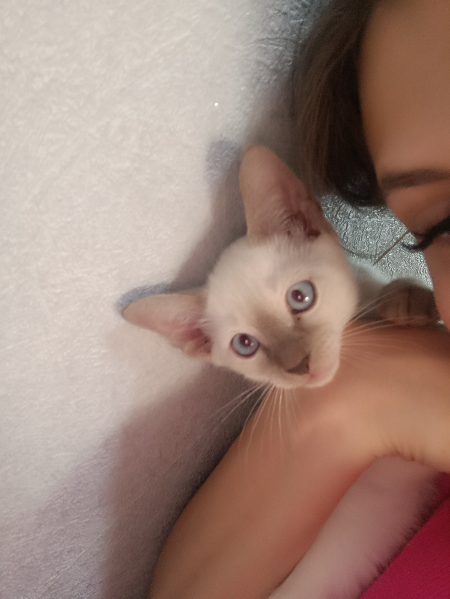 A young Siamese cat with bright blue eyes is held by a person's arm and shoulder. The cat is mostly white with a light brown face and ears. The person's dark hair is visible on the right side of the frame, and their face is partially visible. The background appears to be a textured, light-colored wall. The image is taken from a close-up perspective.