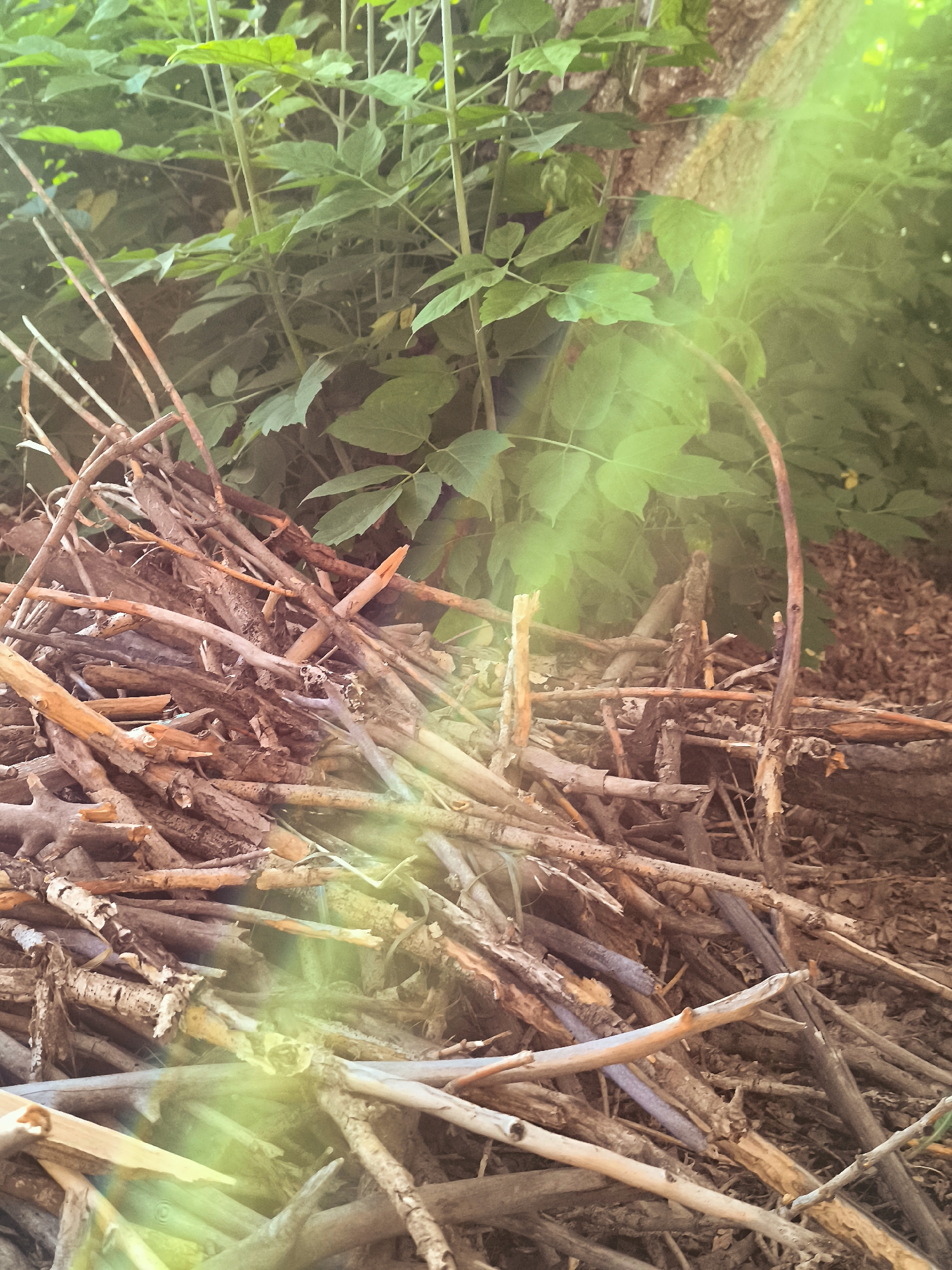 The image is a close-up, low-angle shot of a pile of dry branches and twigs in an outdoor environment. The pile is dense, with branches of varying sizes and textures, some appearing rough and weathered, others smoother and lighter in color. The branches are predominantly in shades of brown and gray, with some showing hints of orange or red. In the background, there is lush green foliage and the textured bark of a tree trunk, suggesting a wooded or overgrown area. Sunlight filters through the leaves, creating bright, hazy areas and a noticeable green lens flare across the scene, particularly in the mid-ground and extending towards the foreground. The ground beneath the branches appears to be covered in darker, organic material like mulch or decaying leaves. The overall impression is one of natural decay and growth, with a focus on the textures and colors of the natural elements. There are no people or animals visible in the image.