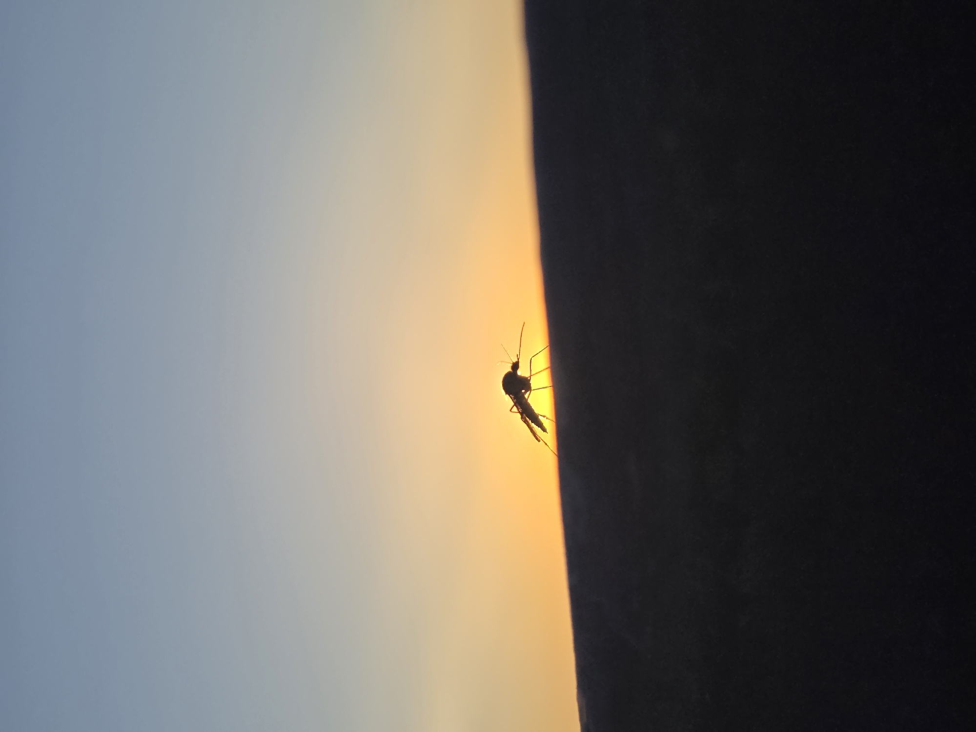 A close-up, horizontally oriented shot depicts a silhouetted mosquito perched on the edge of what appears to be a dark, vertical surface. Behind the mosquito, the background transitions from a pale blue at the left to a vibrant orange where the mosquito is positioned, likely indicating either dawn or dusk. The city of Chaikovsky, Russia, is not discernible from the image itself.