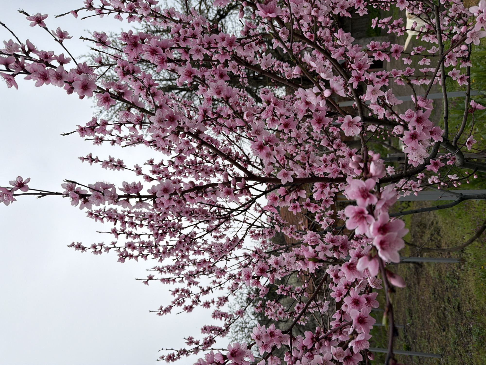 The image depicts a flowering tree with pink blossoms in Brestovene, Bulgaria. The tree's branches are densely covered with flowers, creating a vibrant display against the overcast sky. In the background, another tree with bare branches can be seen, along with hints of green grass and a fence.
