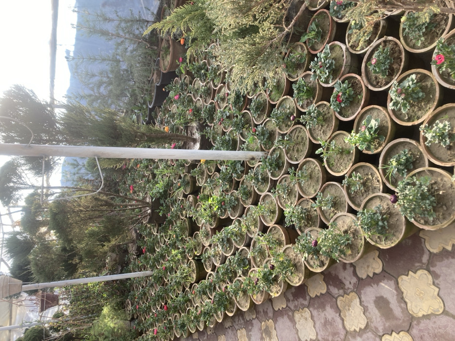 The image depicts an outdoor or greenhouse nursery facility in Quetta City Tehsil, Pakistan. Hundreds of potted plants are arranged densely across the ground. The foreground and mid-ground are filled with rows of small, light brown terra cotta pots containing green-leafed flowering plants, many displaying pink, red, or orange buds and open blooms. Larger potted shrubs and slender trees, some resembling conifers, are interspersed throughout the plant arrangements and occupy the background. Two prominent light-colored support poles extend vertically from the ground upwards, one in the mid-left and another towards the right, suggesting an overhead translucent or transparent roofing structure is present, parts of which are visible in the upper left. A paved pathway, constructed from interlocking light-colored tiles with a wave-like pattern, runs diagonally along the left side of the frame. A faint, hazy blue landscape, possibly distant hills, is visible beyond the nursery structure in the upper right background. No individuals are present. The scene is brightly illuminated by natural daylight.