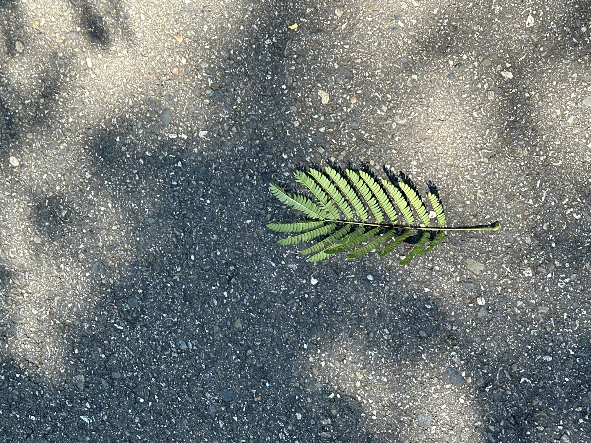 A single green fern leaf lies on a textured asphalt surface, which is speckled with light-colored gravel. The leaf is oriented vertically, with its stem pointing downwards. Sunlight casts dappled shadows of foliage onto the asphalt from the upper right and upper left corners of the image. The scene is devoid of human presence and any other discernible objects. The environment suggests an outdoor urban setting, possibly a sidewalk or pathway in Sochi, Russia.