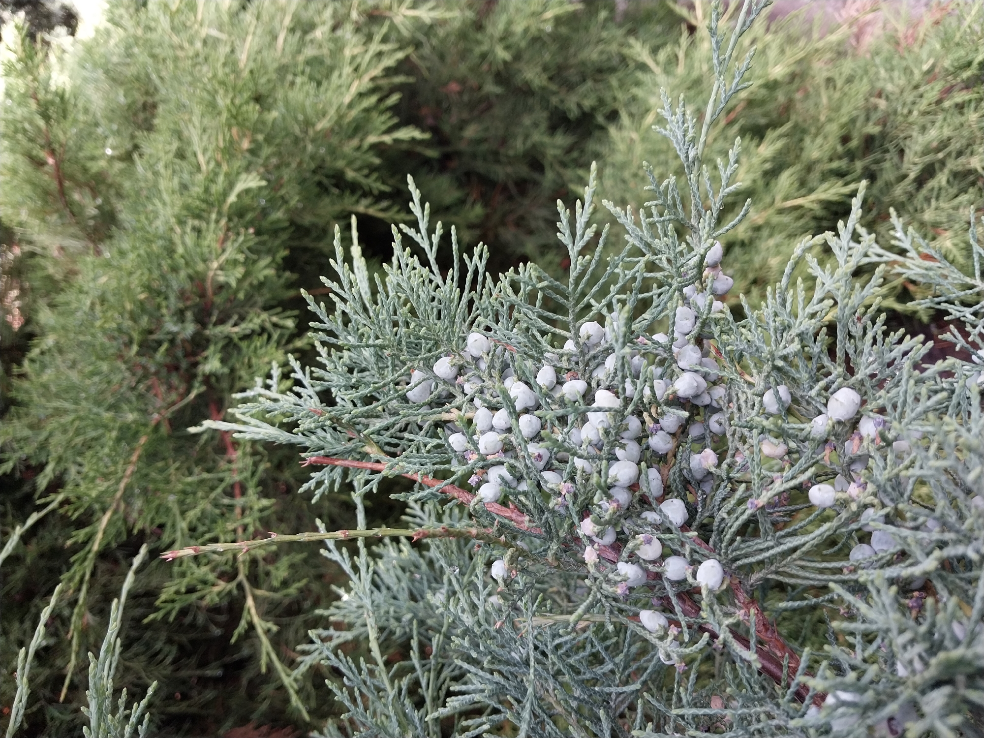 A close-up, eye-level, vertical shot captures a branch of a juniper tree with small, pale blue, berry-like cones. The cones are clustered along the fine, needle-like foliage, which is a muted green-blue color. The background consists of a softer, out-of-focus mass of darker green juniper foliage. The scene is likely outdoors in a natural setting. There are no people visible in the image.