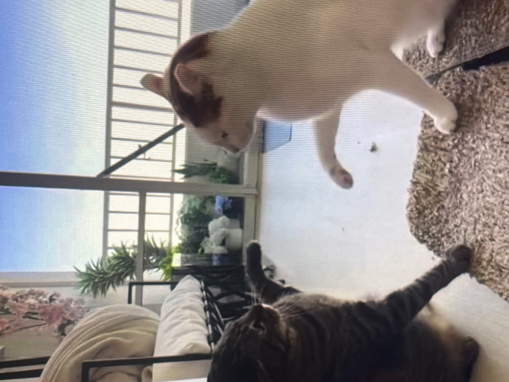 The image, appearing rotated clockwise, depicts two cats interacting in a brightly lit indoor setting. The scene is dominated by natural light streaming through a large window on the left side.
In the upper-center portion of the frame, a white cat with distinctive brown patches on its head and back stands, looking downwards towards the floor. Its posture suggests curiosity or observation. Below it, towards the bottom-right, a dark tabby cat lies sprawled on its back on a light-colored surface, with its paws stretched out, indicating a state of relaxation or playfulness. Its striped tail and body are clearly visible.
The background features a window with white frames and horizontal divisions, through which a clear blue sky is visible. Outside the window, green foliage from potted plants or outdoor landscaping adds a touch of nature. Indoors, a shaggy brown rug covers a portion of the floor to the right. On the far left, parts of a beige cushioned chair or sofa, along with a decorative pink floral arrangement (possibly cherry blossoms), suggest a cozy living space.
The overall impression is one of a calm, sunny day. The clear sky and ample natural light flooding the room indicate daytime. There is no visible text in the image.